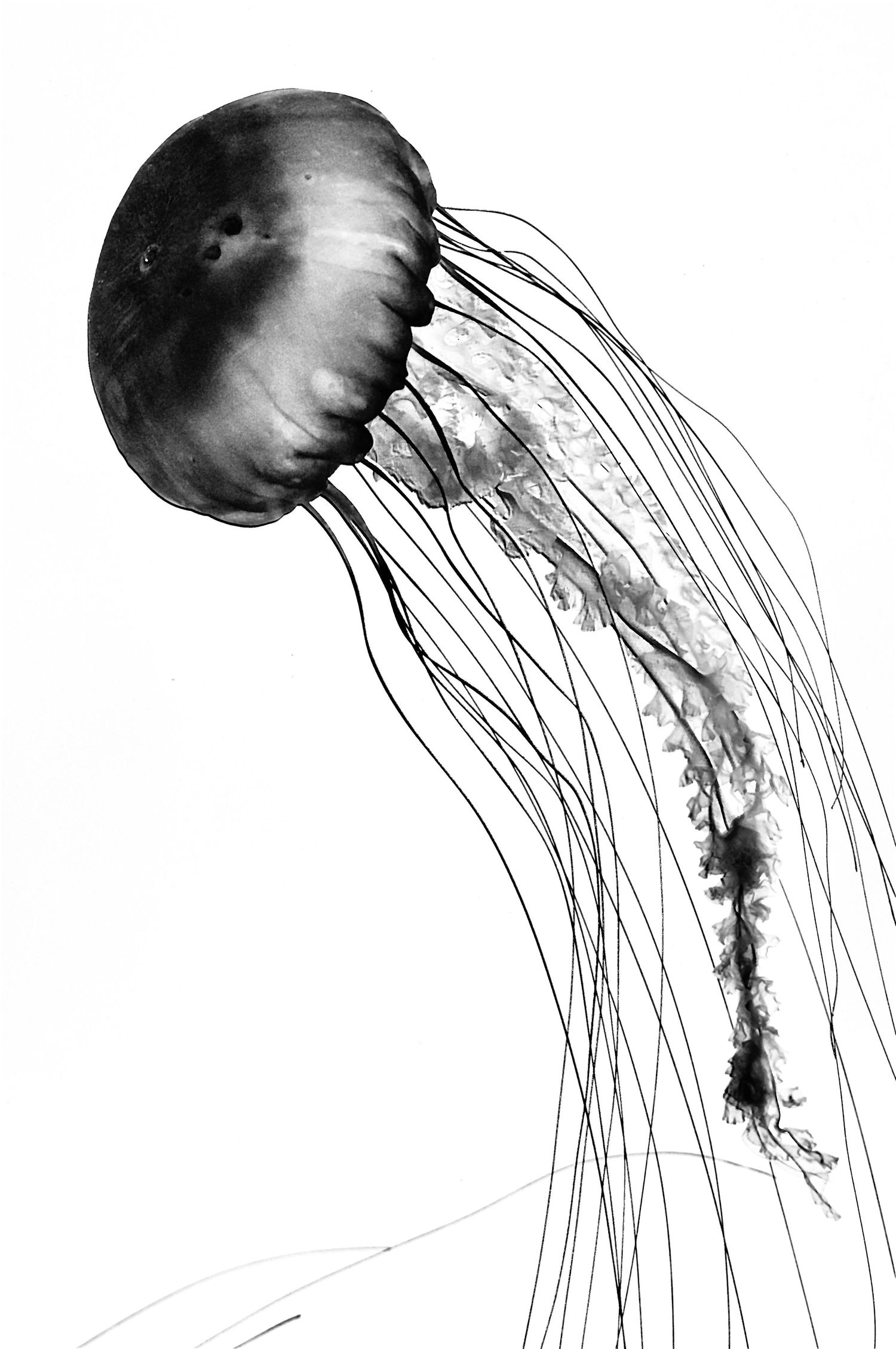 Black and white illustration of a graceful jellyfish with long flowing tentacles set against a minimalist white background.