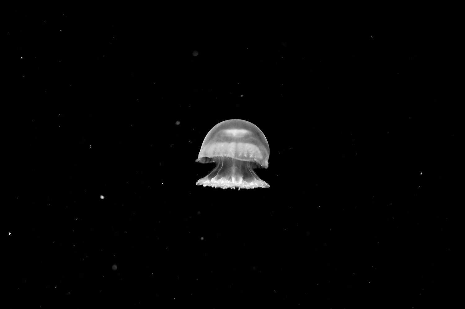 A luminous jellyfish glows ethereally against a dark black background with small particles floating in the water.