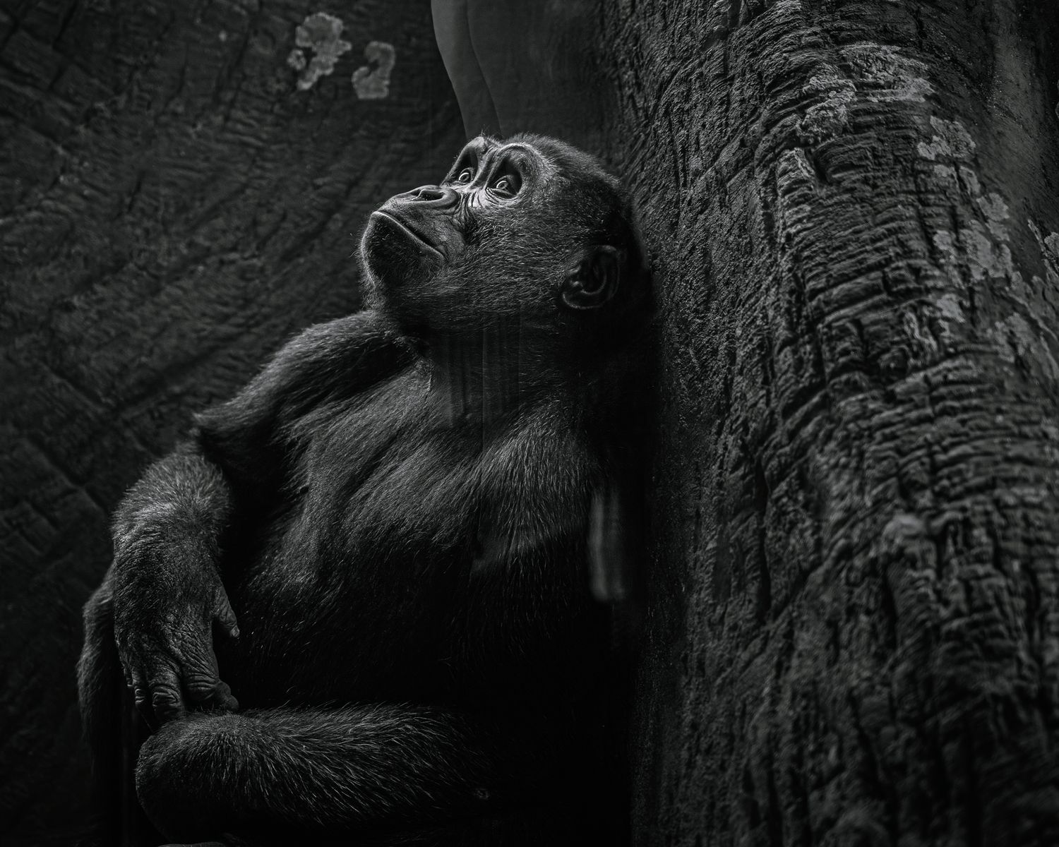A black and white photograph of a gorilla looking up pensively while resting against a tree trunk in dramatic lighting.