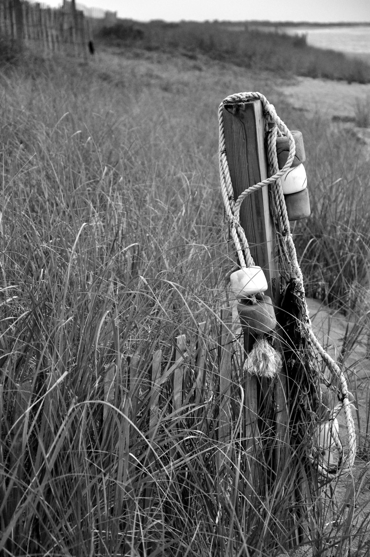 A black and white photo sequence shows a figure playfully hiding and peeking through tall grassy reeds in nature.