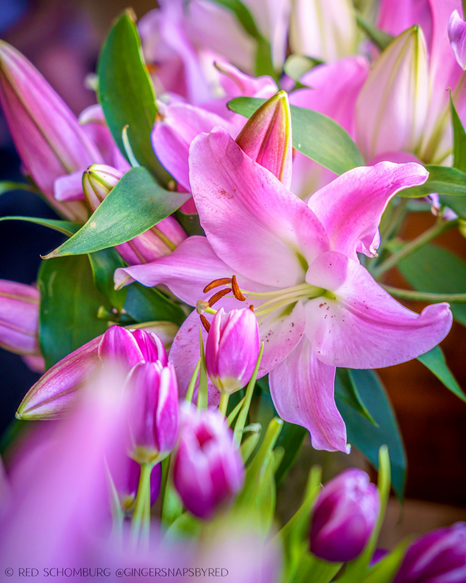 Vibrant pink lily flowers bloom with prominent stamens against green foliage in a macro photography shot.