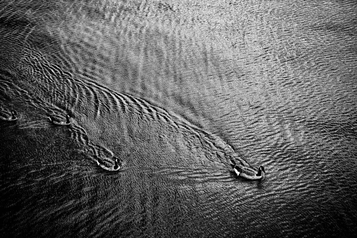 Aerial black and white view of two ducks swimming and creating ripple patterns in calm water.
