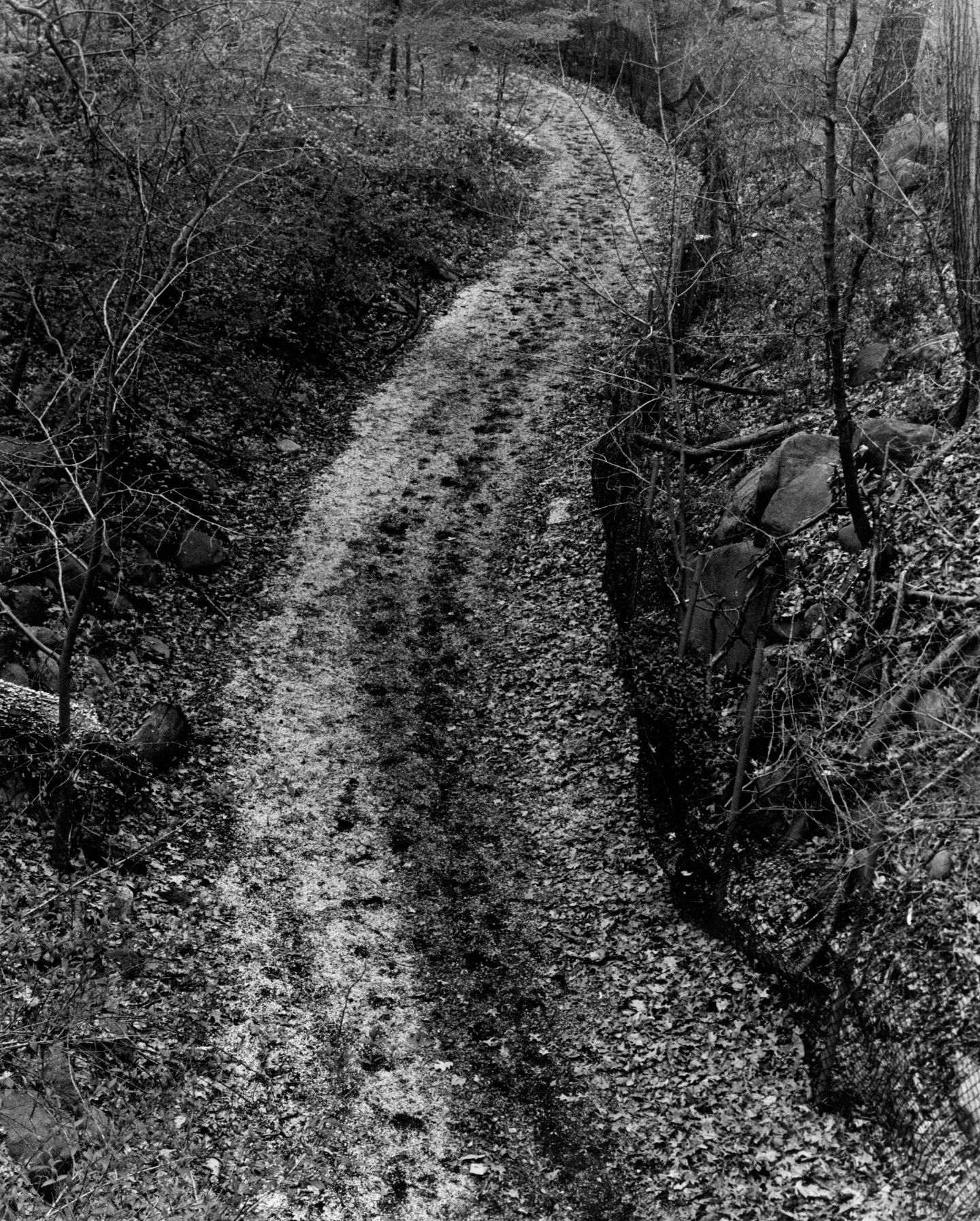 Black and white photograph of a winding dirt path through a dense forest with bare trees in winter.