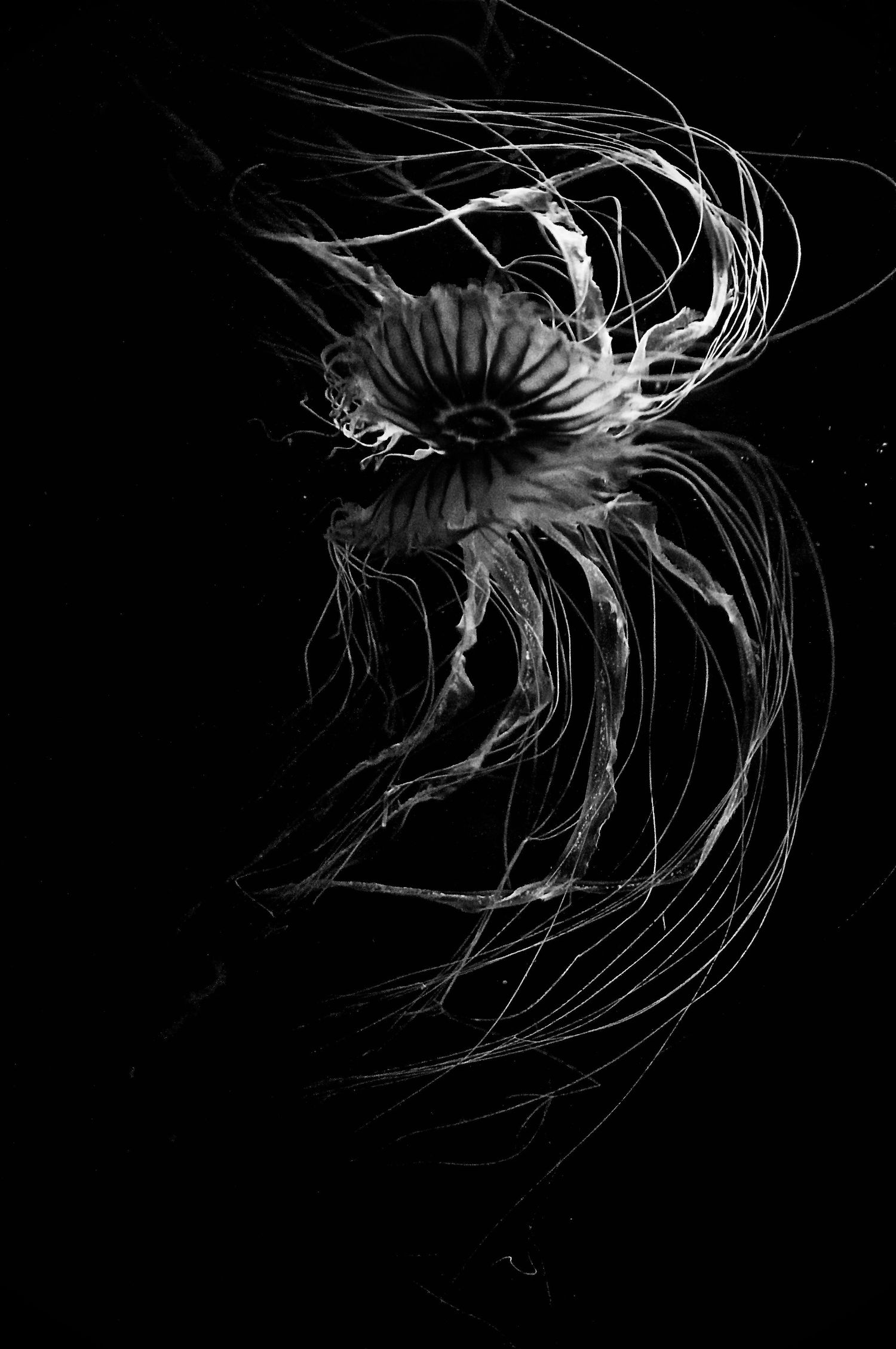 A monochrome jellyfish gracefully drifts in dark waters, its delicate tendrils creating flowing patterns against black background.