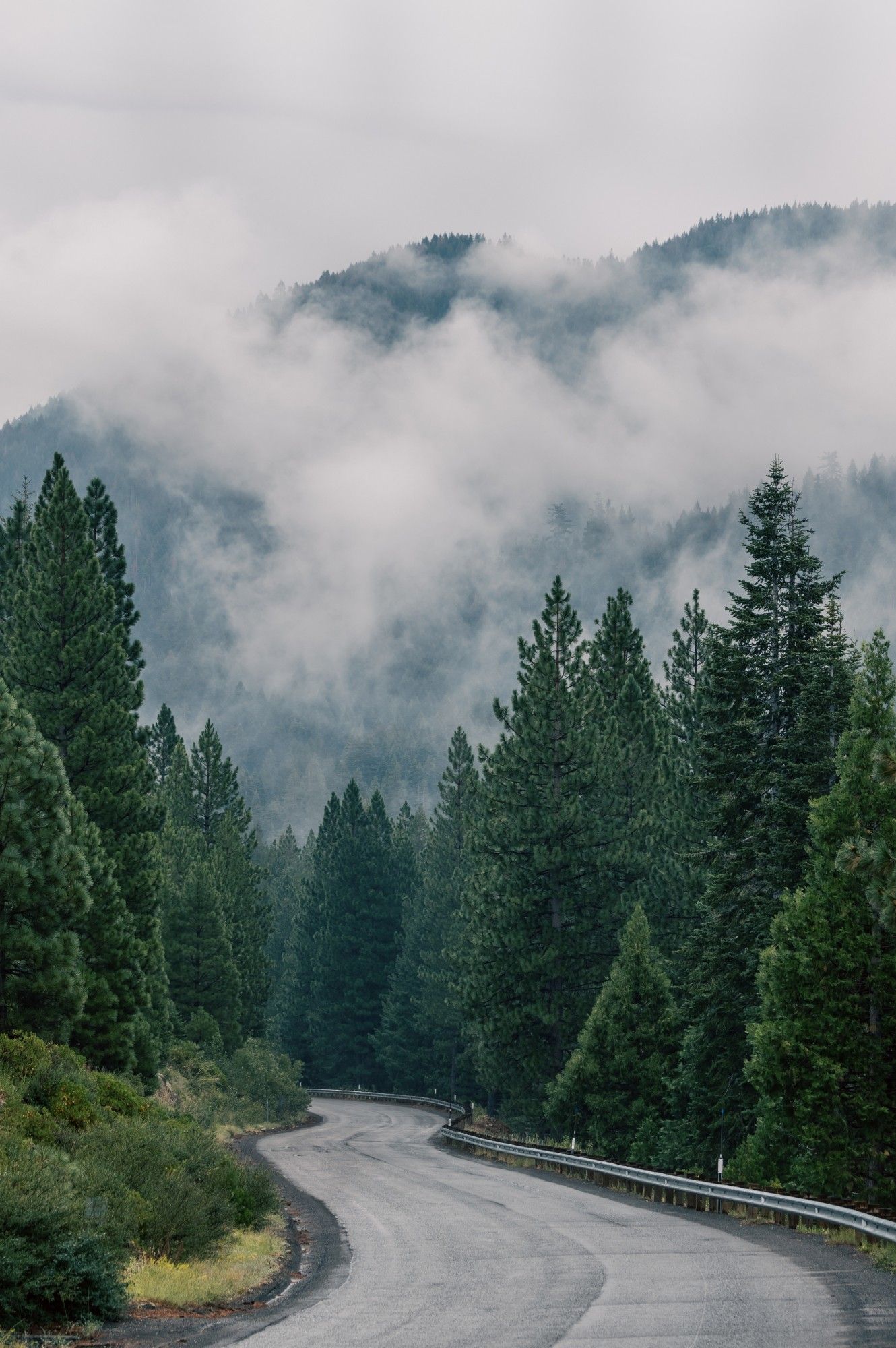 Winding mountain road through foggy evergreen forest in the Sierra Nevada mountains on a cloudy day.