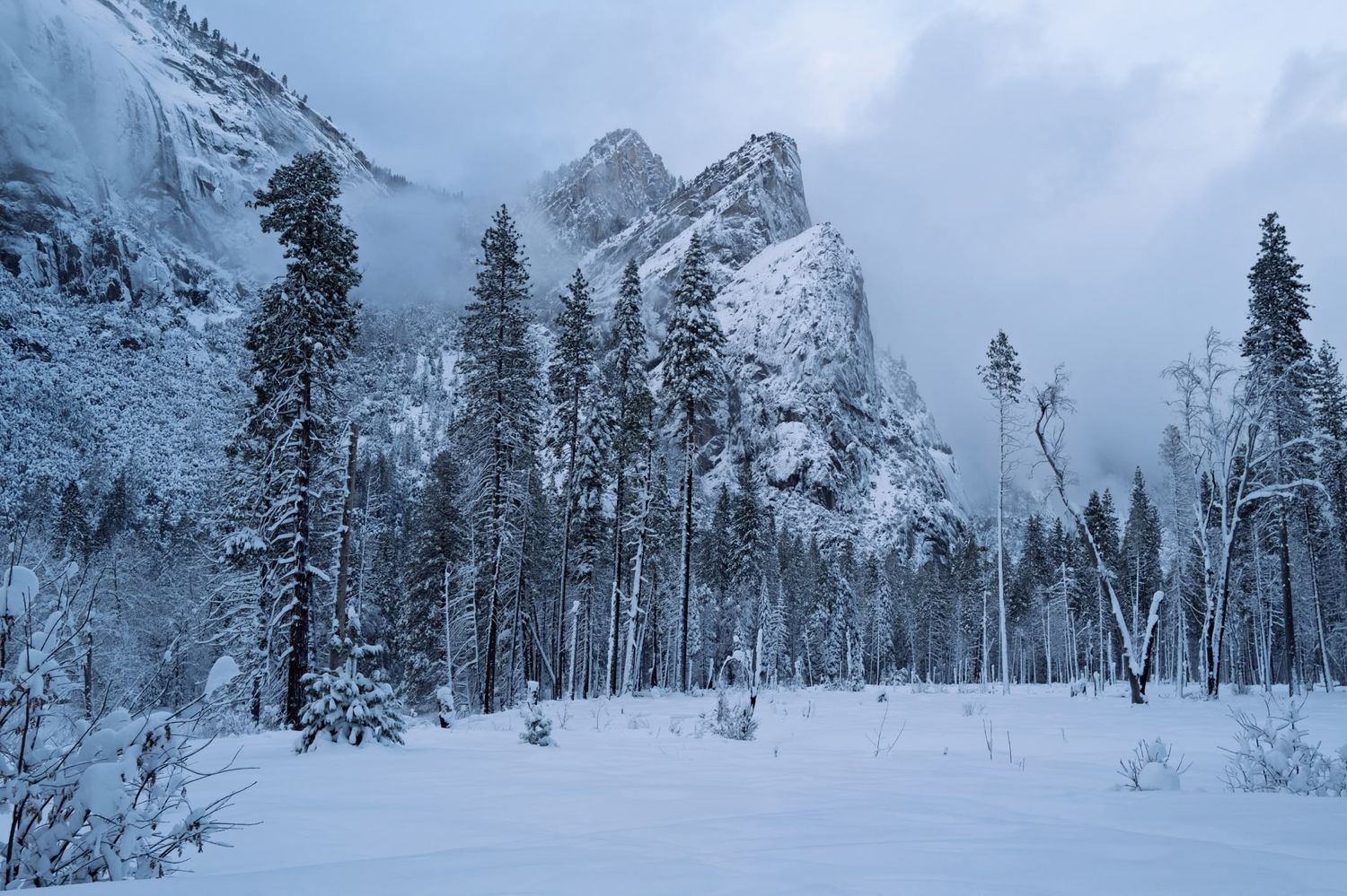 Snow-covered pine trees and rocky cliffs in Yosemite Valley during a winter storm.