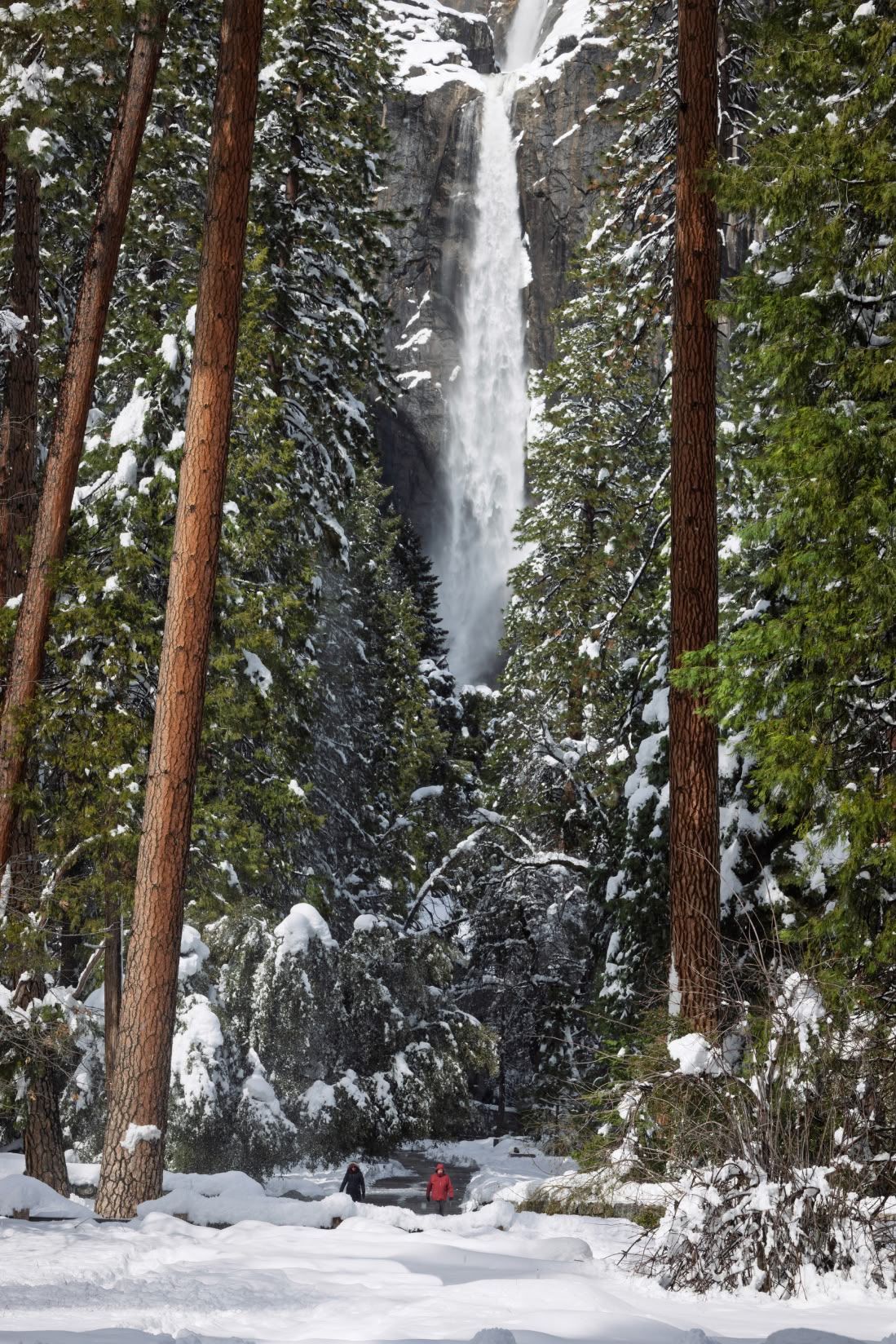 Towering Yosemite waterfall framed by tall pine trees with visitors standing in fresh snow below.