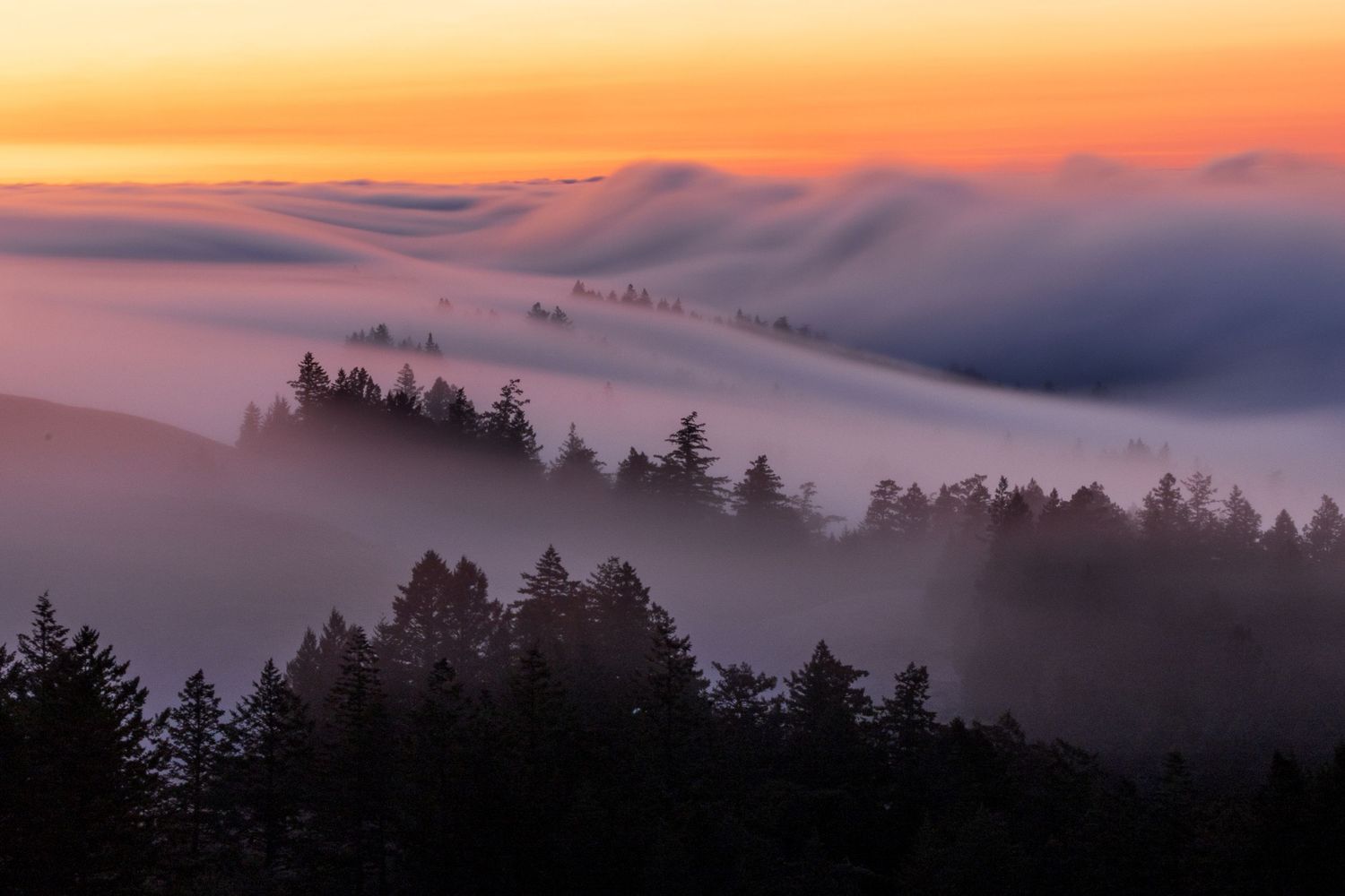 Misty forest at sunset with rolling fog waves over pine trees and a vibrant orange and pink sky.