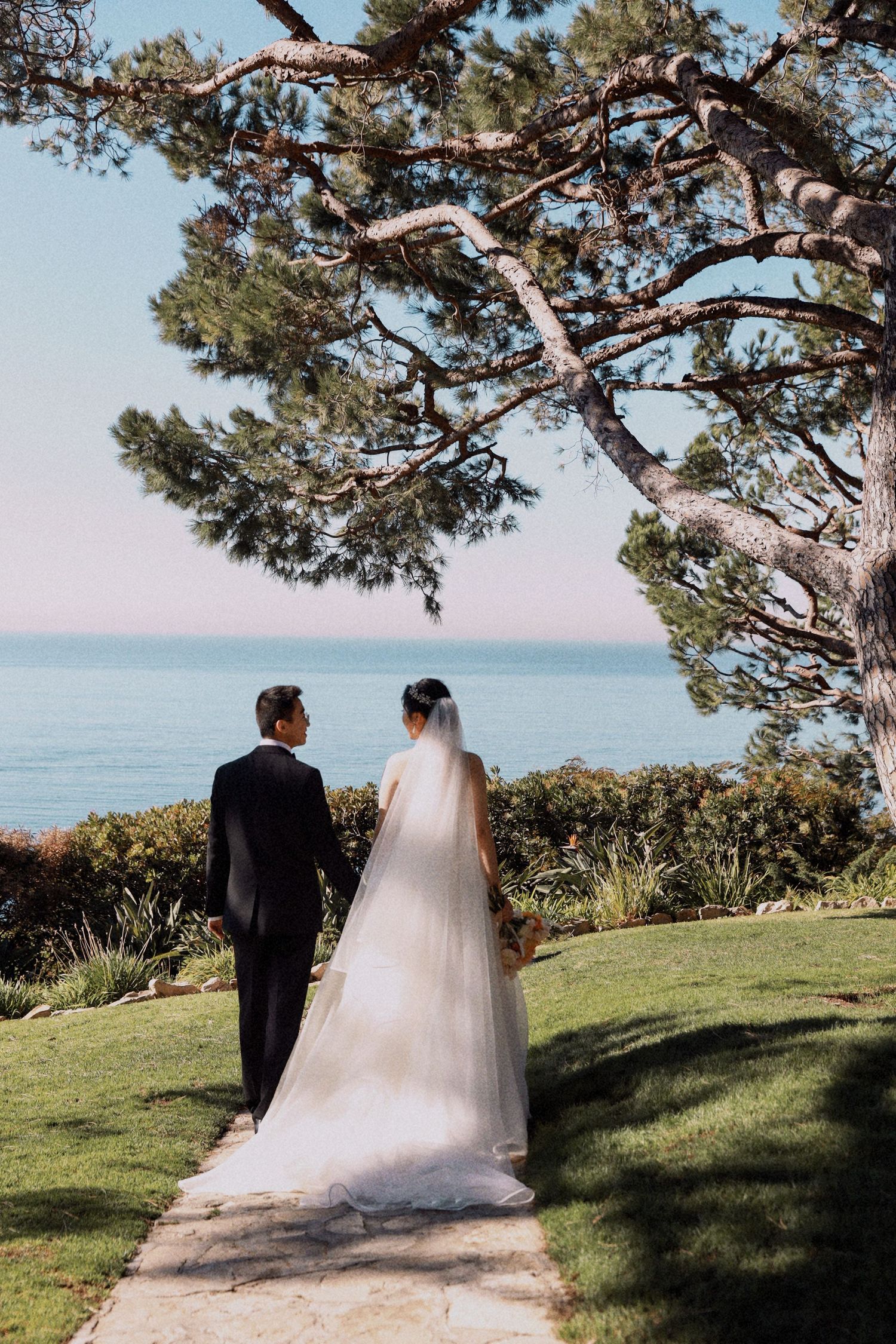 A wedding couple stands overlooking the ocean beneath a dramatic pine tree.