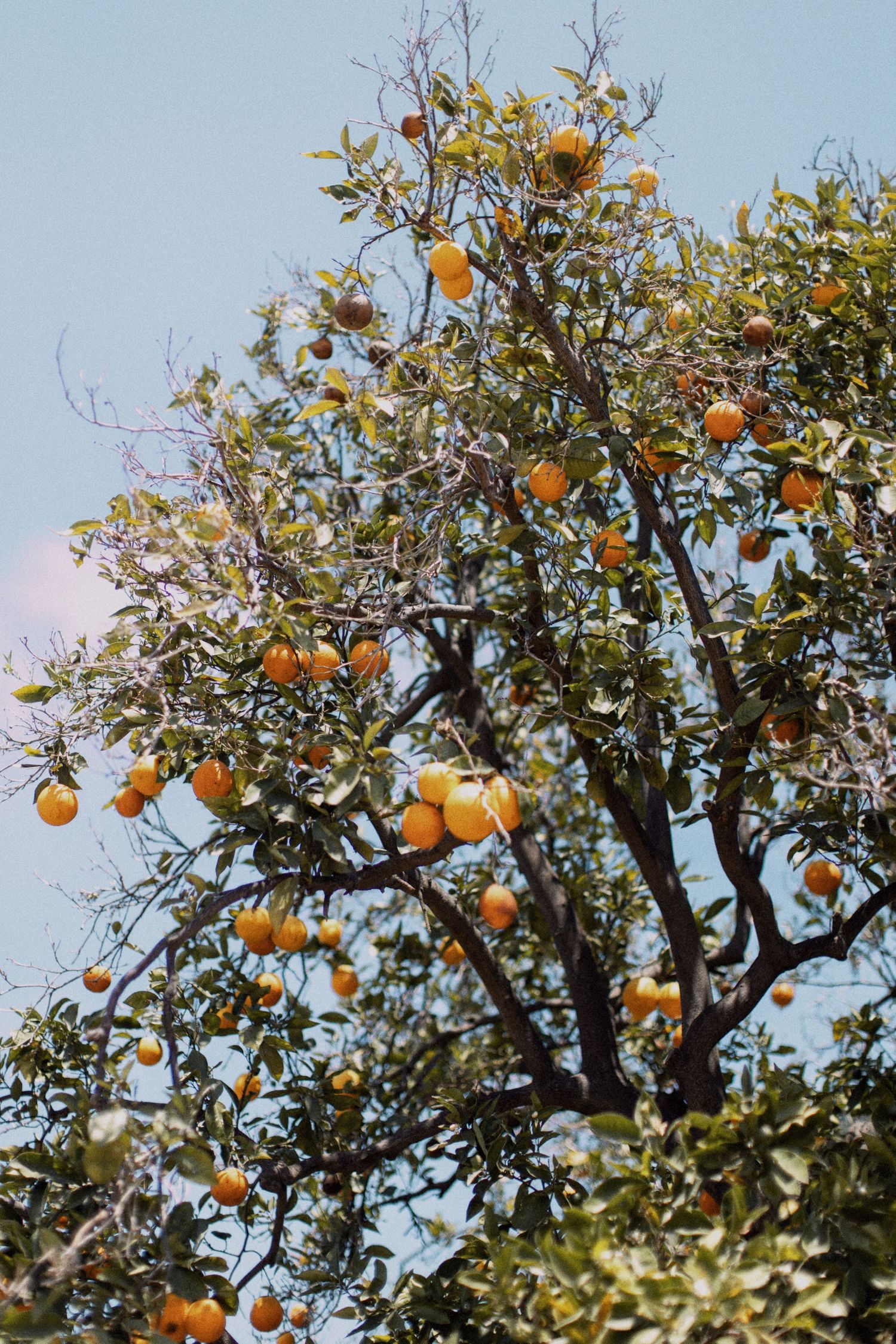 Orange citrus fruits growing on a lush tree against a blue sky on a sunny day.