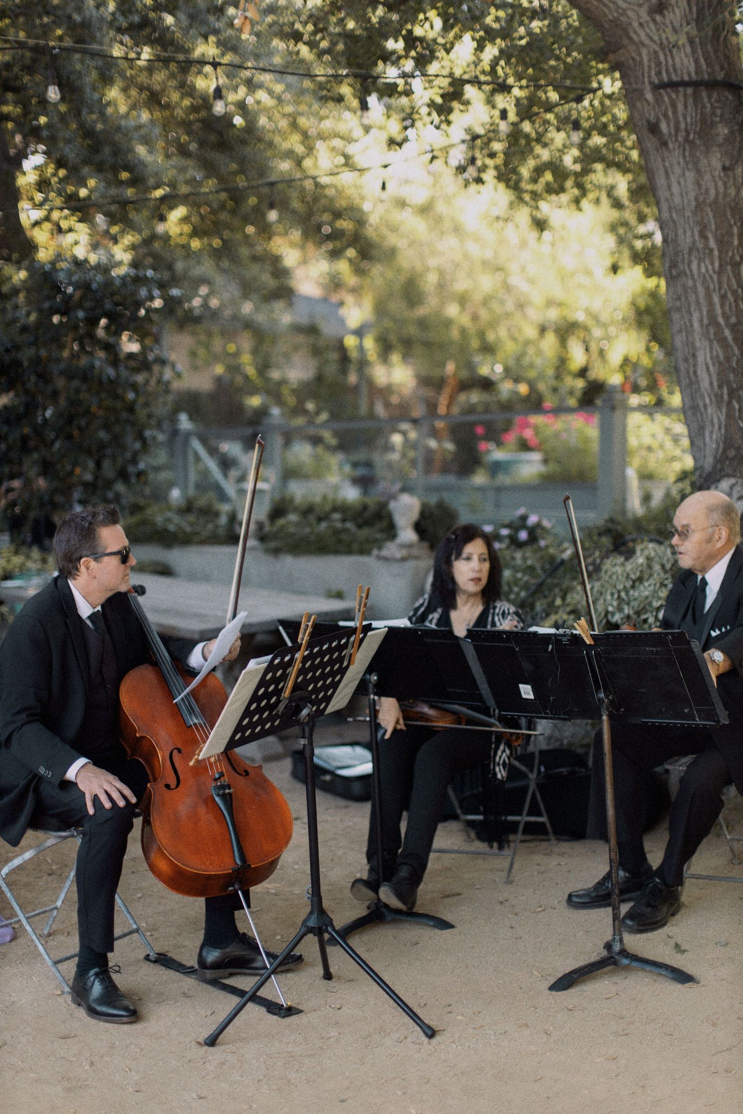 Classical musicians performing outdoors with cello and other instruments under tree canopy.
