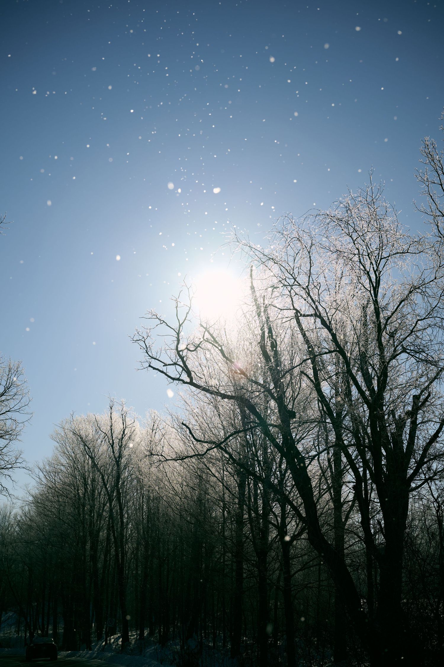 A series of silhouetted bare trees against a starry night sky transitioning to daylight in a progressive time-lapse sequence.