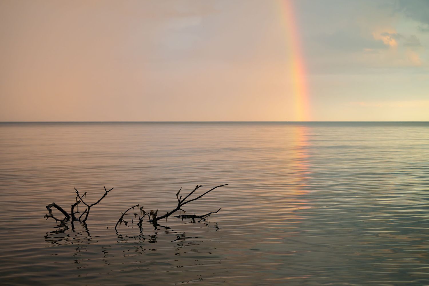 A vibrant rainbow appears over calm waters at sunset with driftwood branches visible in the foreground.