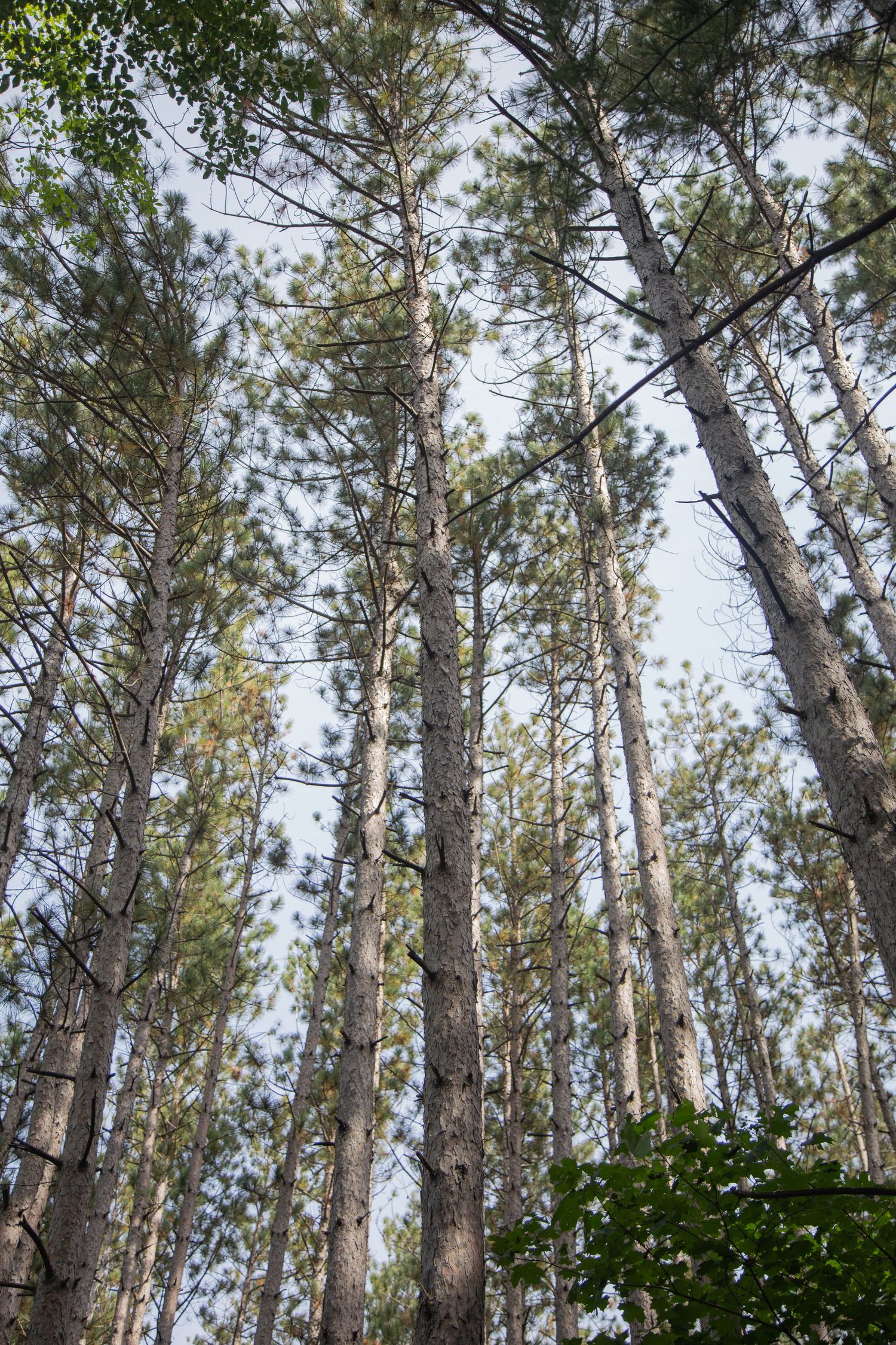 Tall pine trees reaching upward into a bright sky with green needles against a light background.