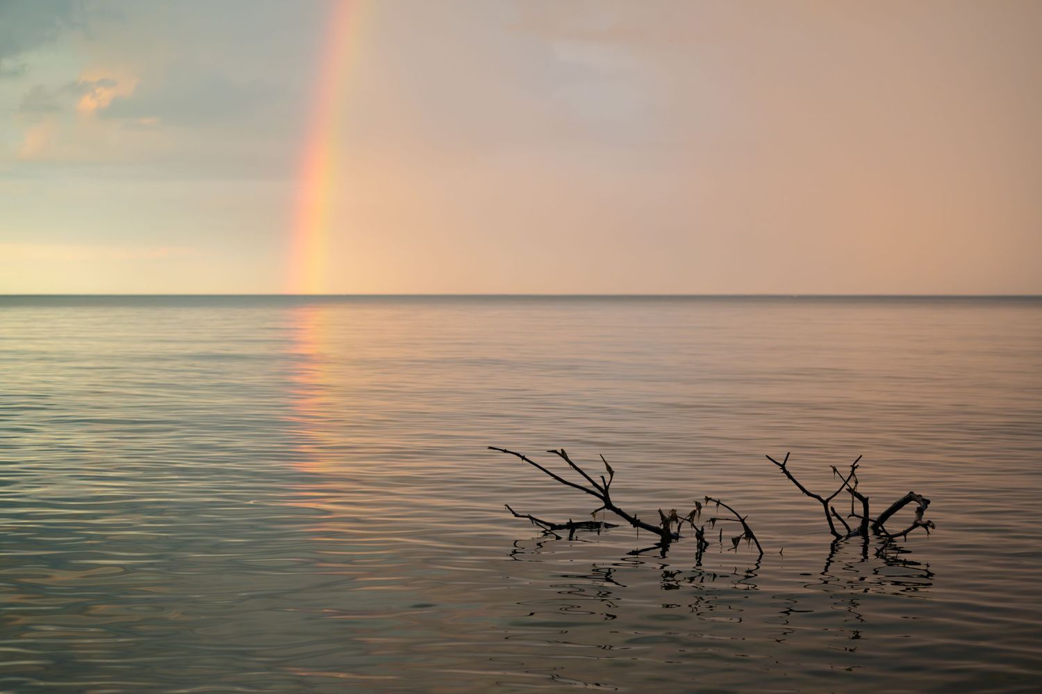 Vibrant rainbow arches over calm water with driftwood silhouettes at sunset.