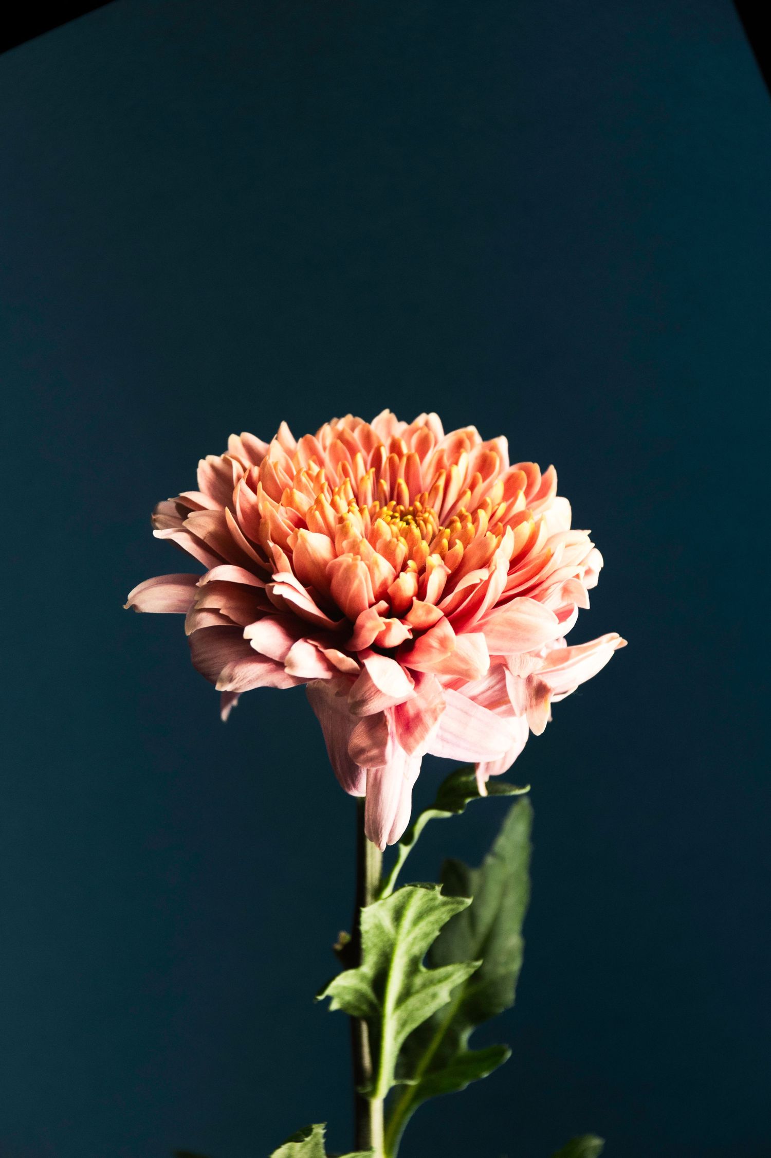 A pink chrysanthemum flower in full bloom against a dark background with dramatic lighting.