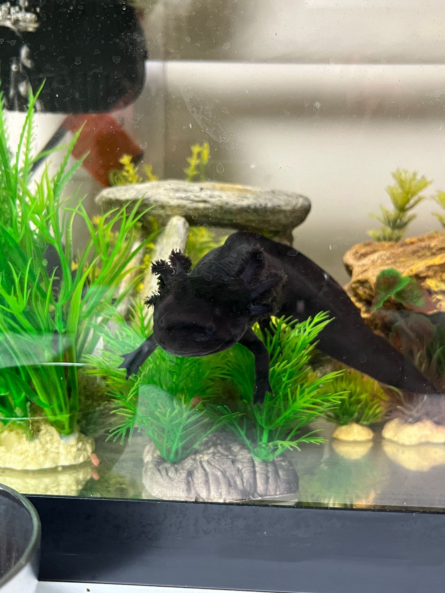 Small black fish swimming in aquarium with bright green plants, decorative rocks, and artificial aquatic decor.