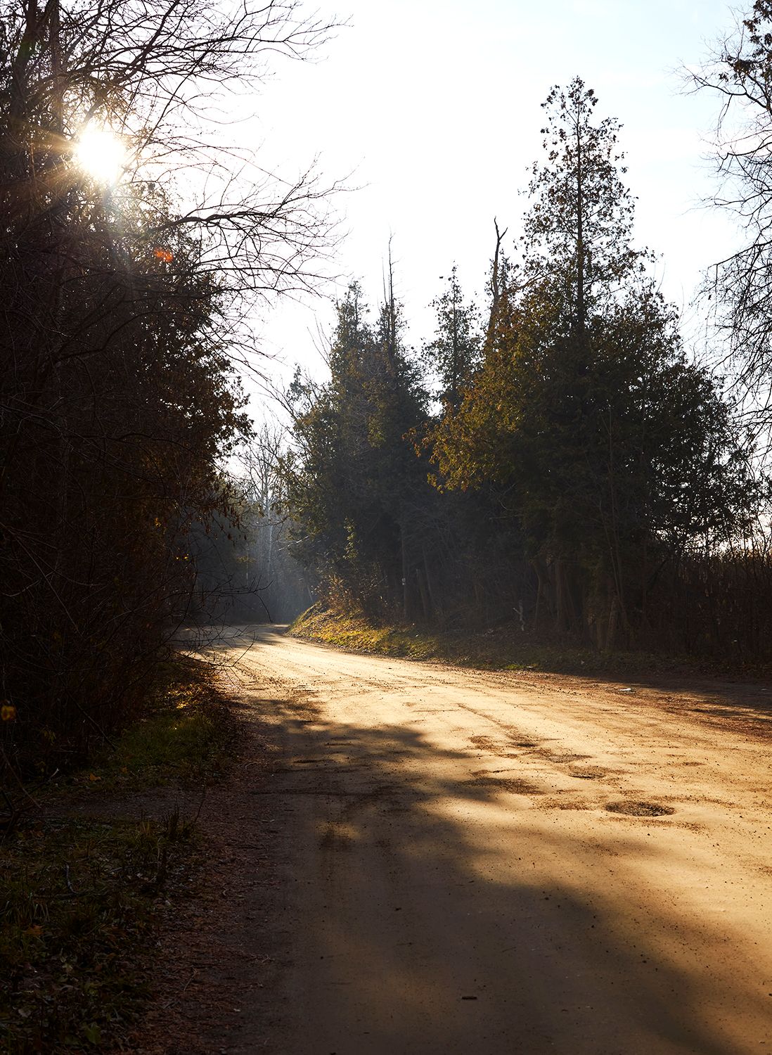 Sunlit dirt road through forest with golden morning light filtering through trees.