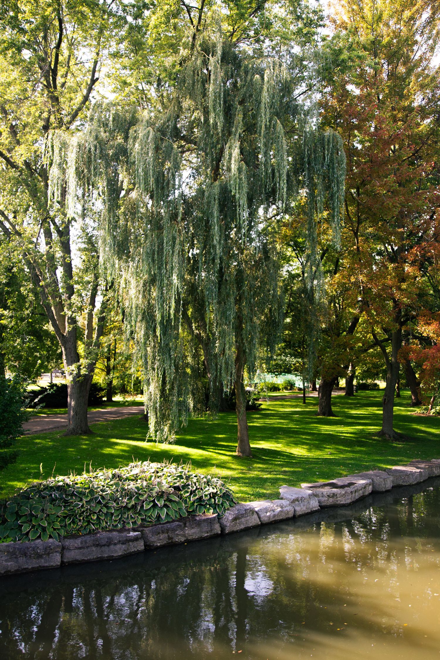 Weeping willow tree hangs over landscaped pond in a serene park setting.