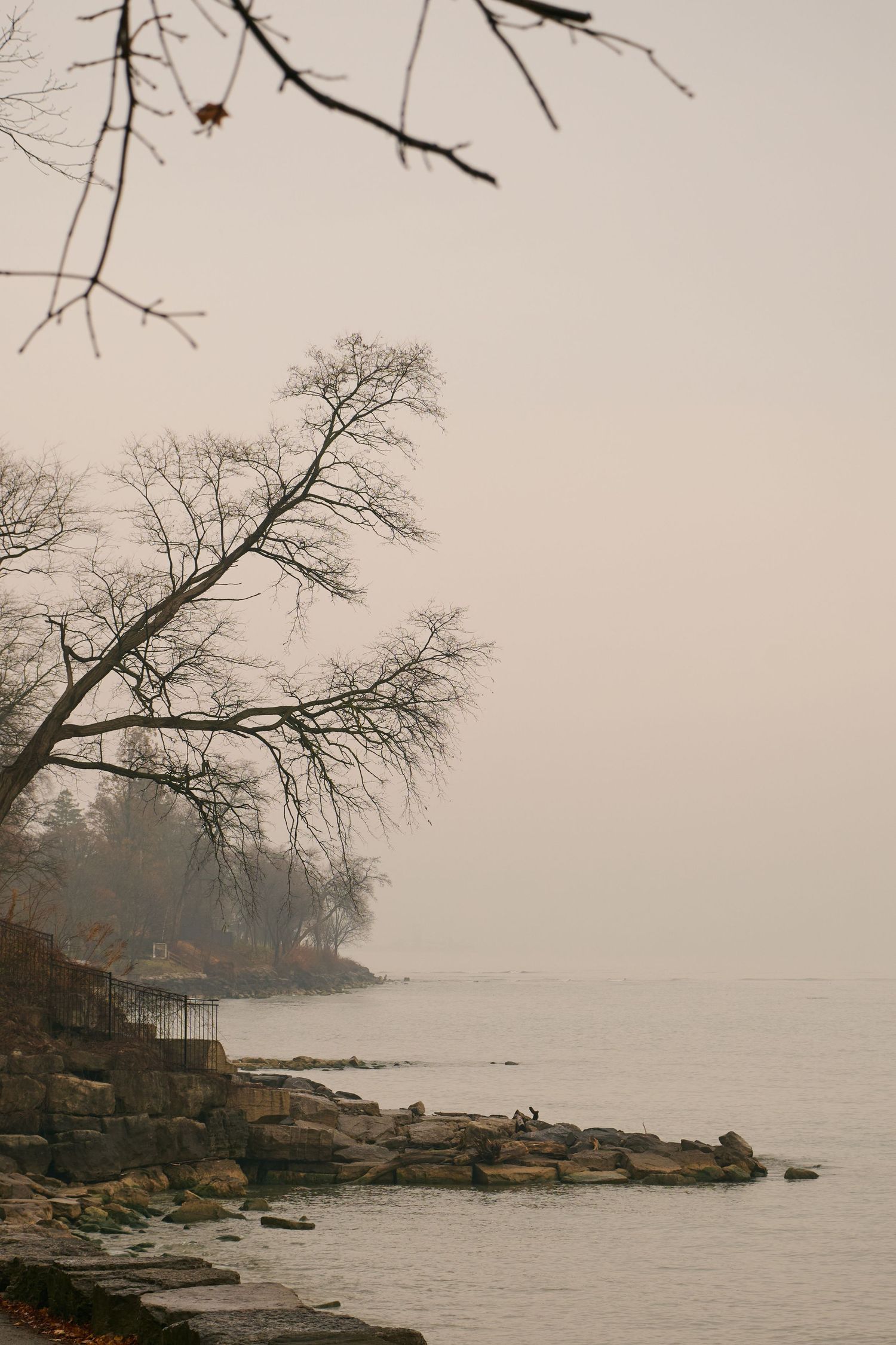 Foggy coastal landscape with bare tree branches silhouetted against a misty shoreline and rocky beach.