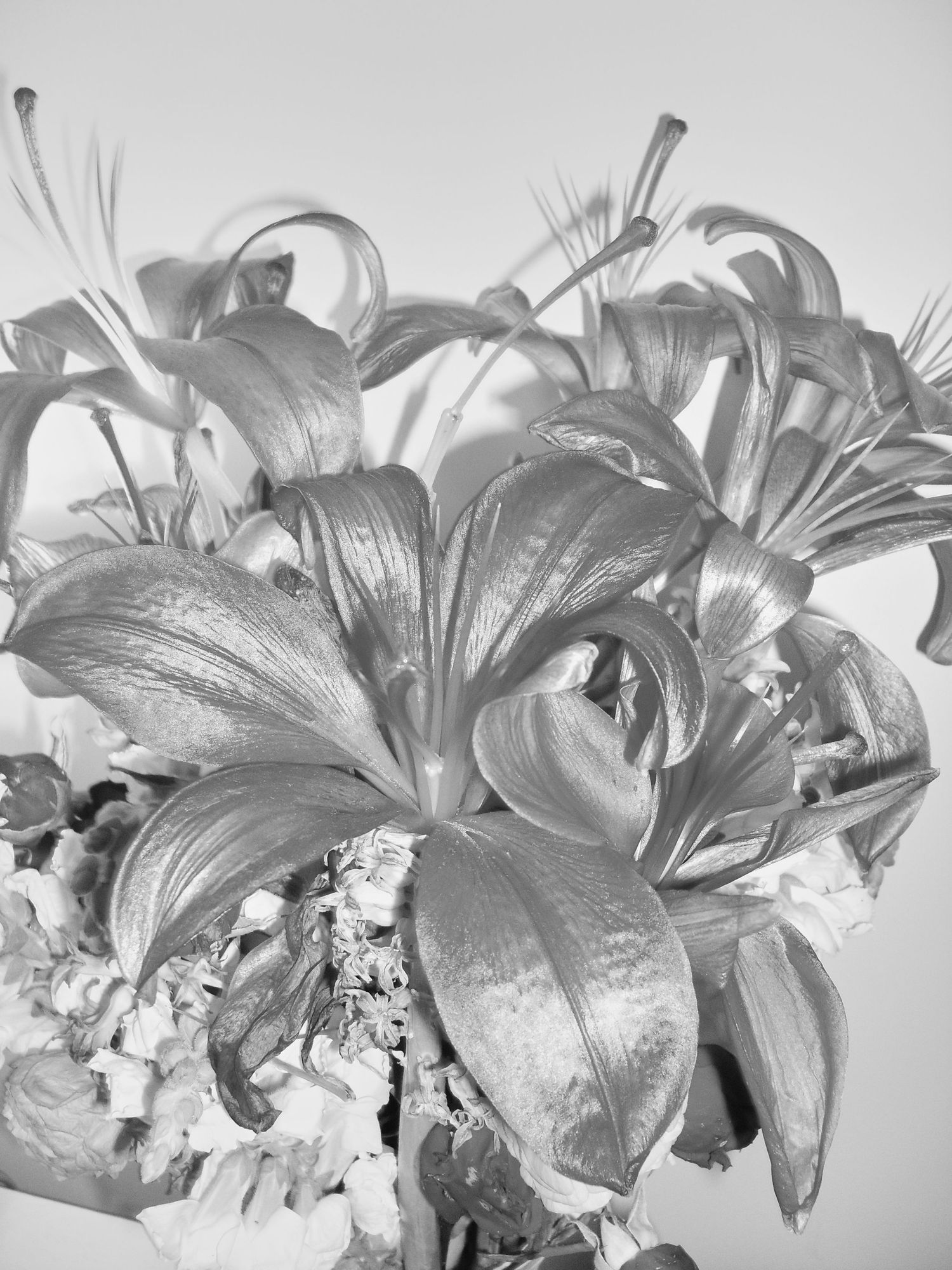Black and white photograph of blooming lilies with large curved petals and stamens in dramatic lighting.
