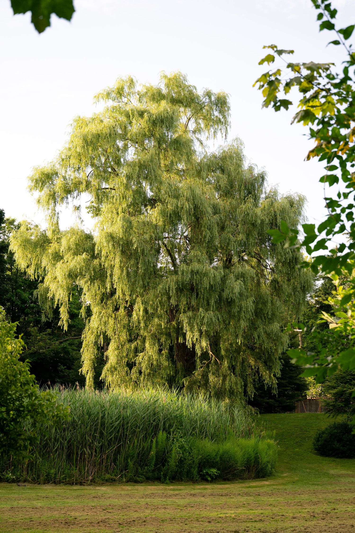 Majestic weeping willow tree with drooping branches in a green summer garden.