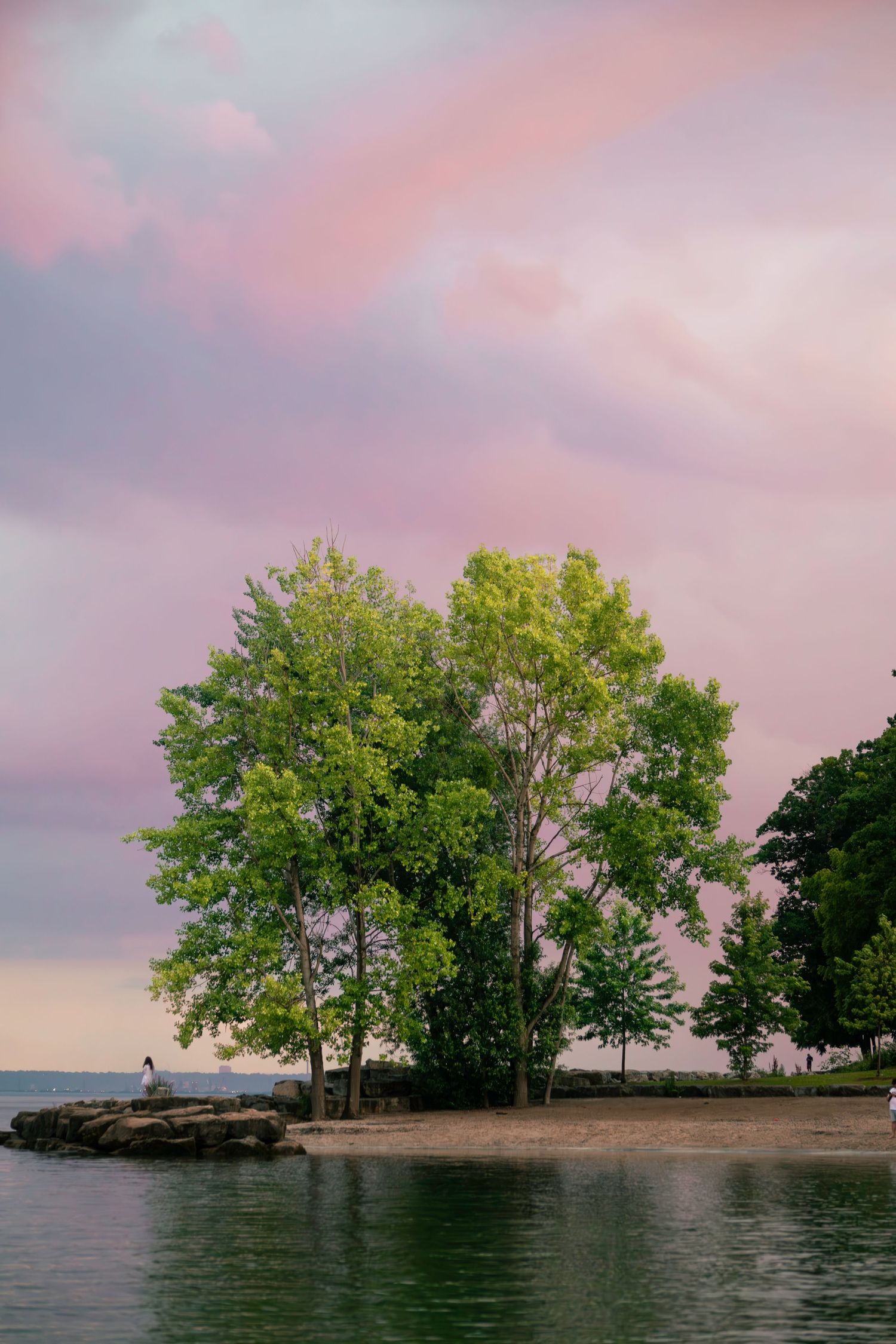 Tall green trees on a rocky peninsula under pink sunset clouds at the water's edge.
