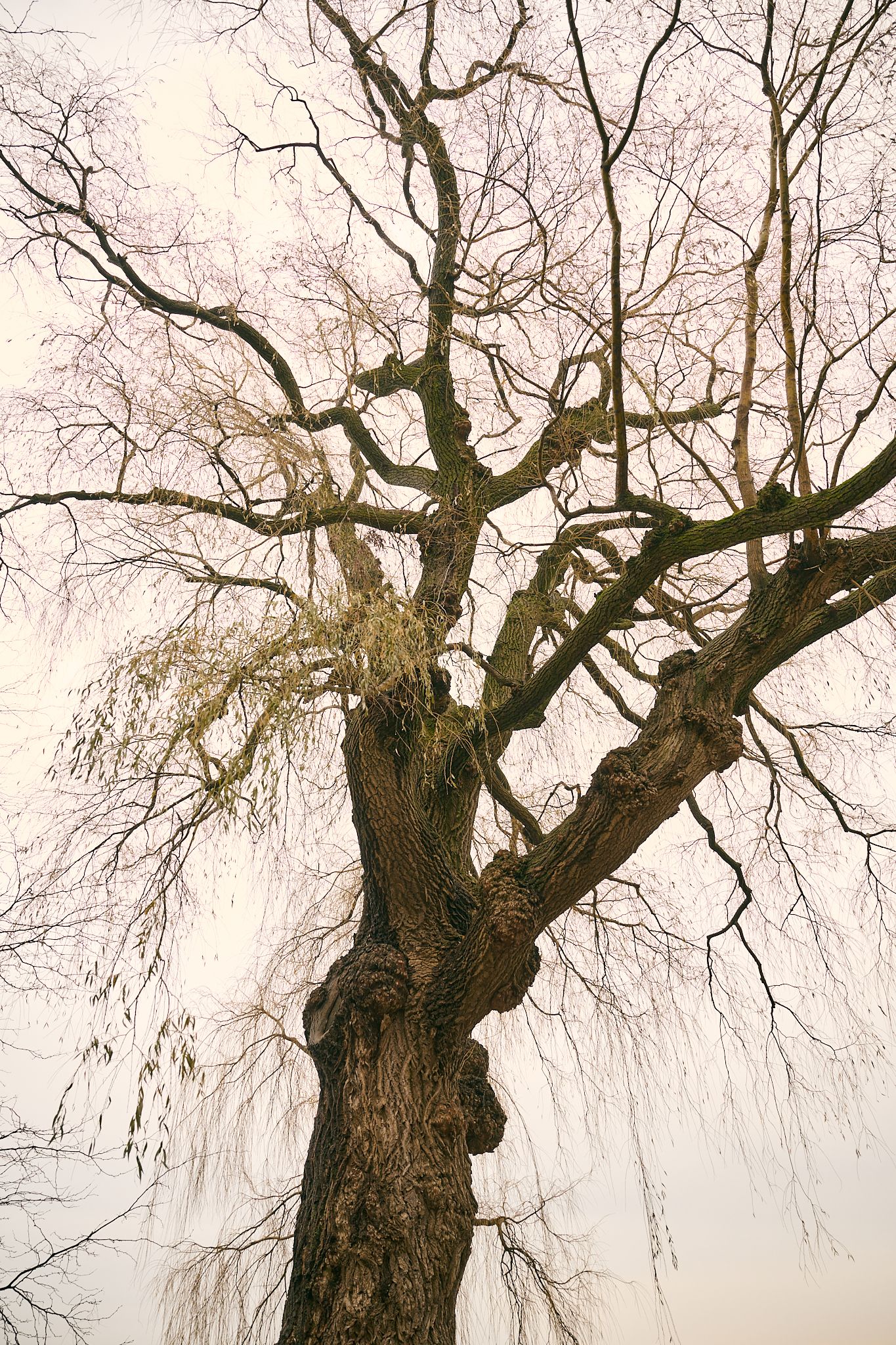 Dramatic upward view of bare winter tree branches against pale sky.