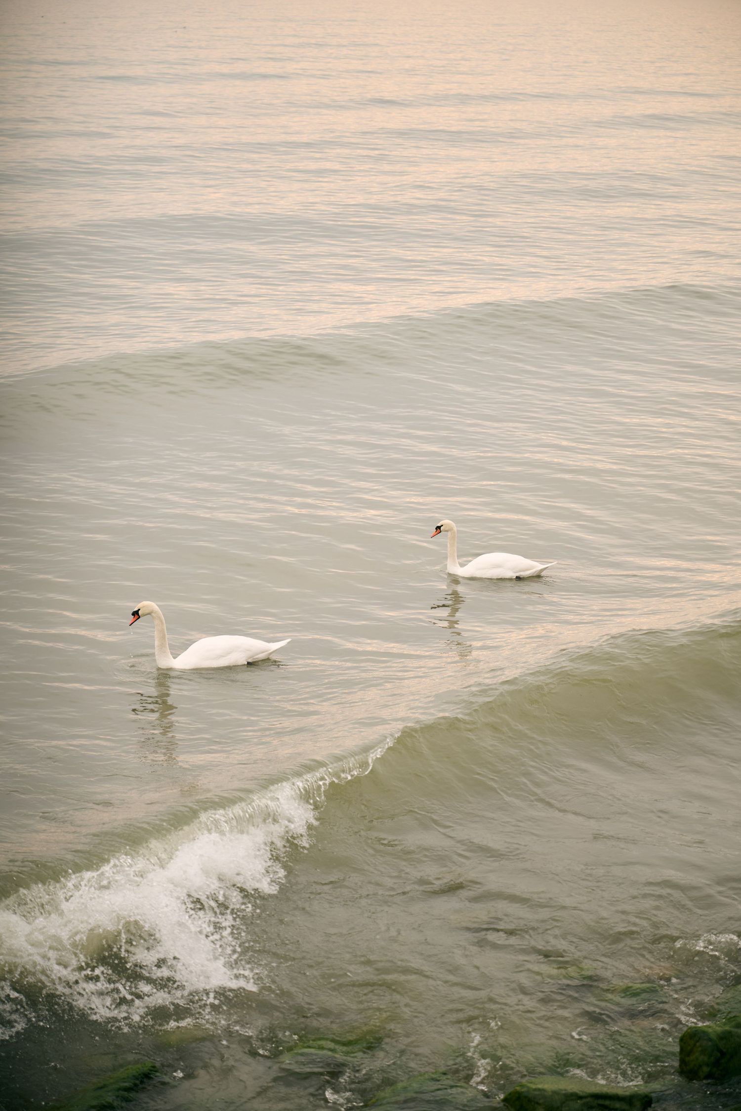 Two white swans gliding gracefully through calm ocean waters during sunset.
