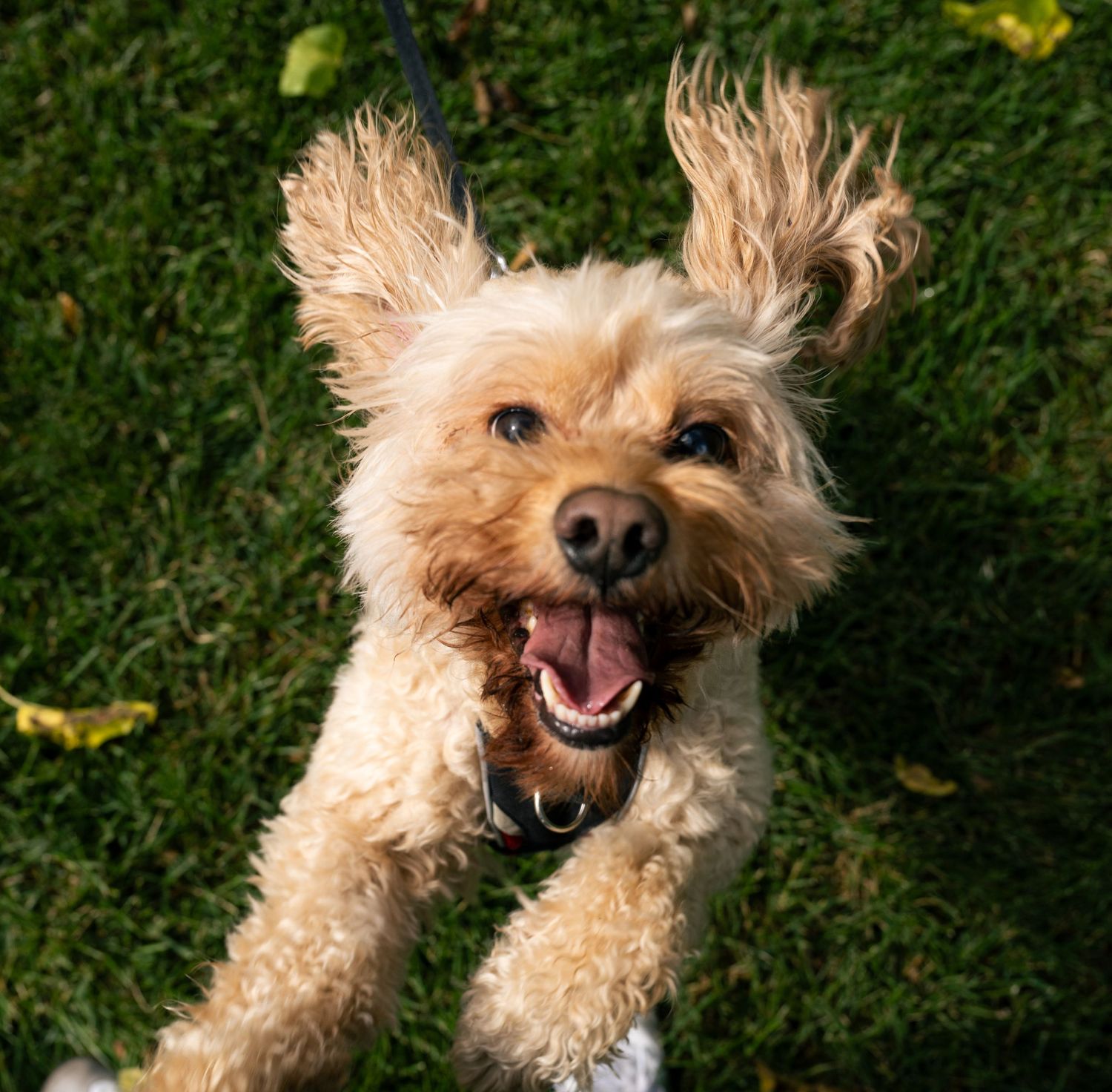 Happy Cocker Spaniel Poodle mix dog with scruffy tan fur smiling at camera while on green grass with yellow flowers.