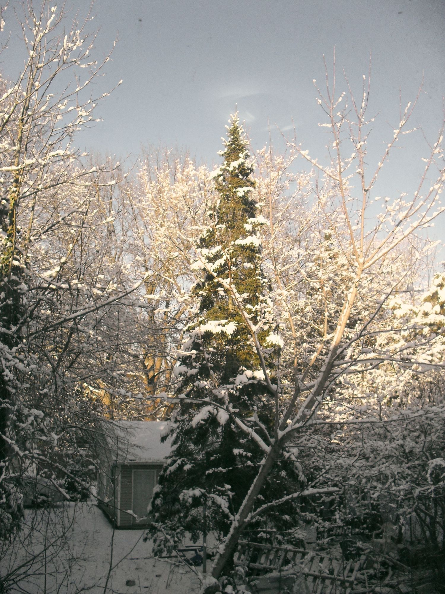 Snow-covered evergreen and deciduous trees catch golden sunlight against a winter sky, with a house roof visible below.