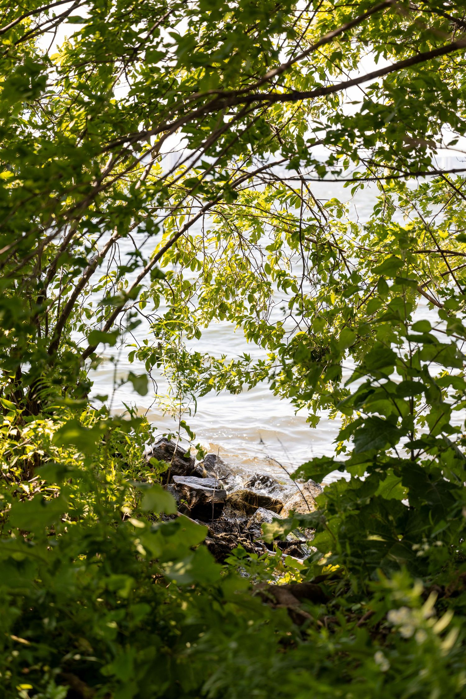 Green leaves frame a view of rocky lakeside shore through tree branches.