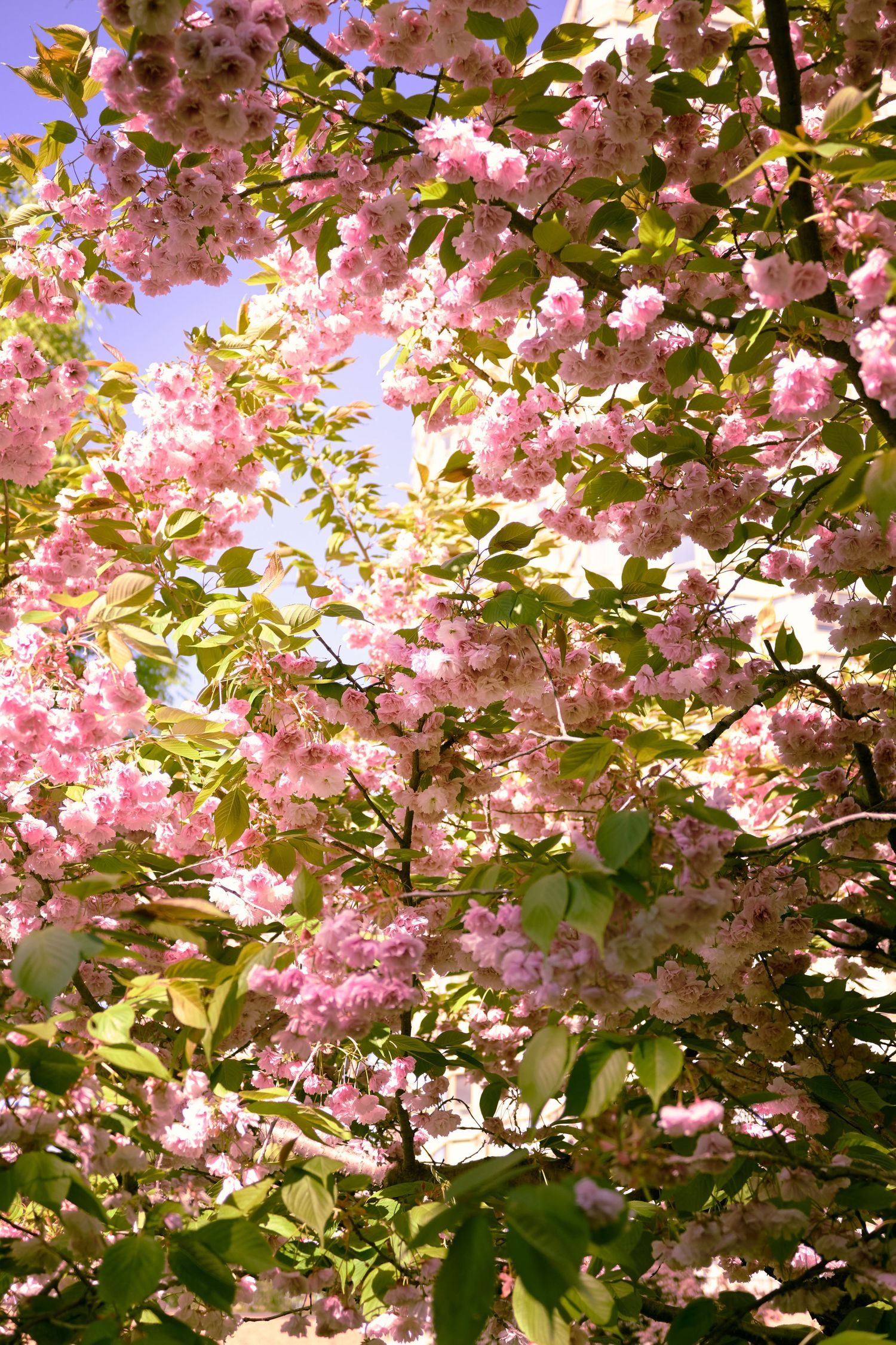Beautiful pink cherry blossoms bloom against a sunny blue sky with sunlight filtering through delicate spring petals.