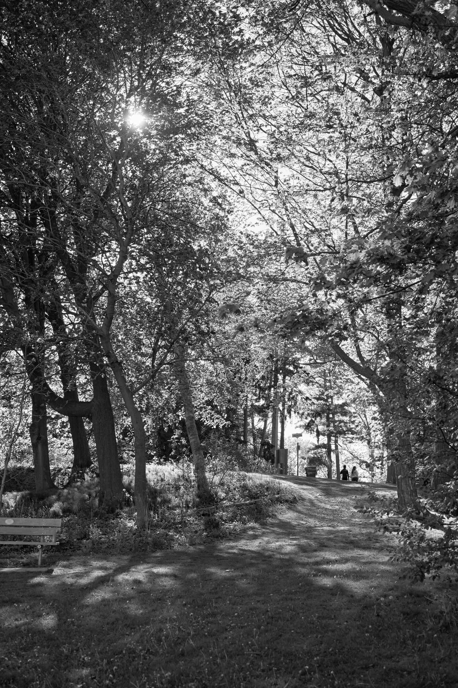A scenic footpath winding through sunlit trees and shadows in a tranquil park setting.