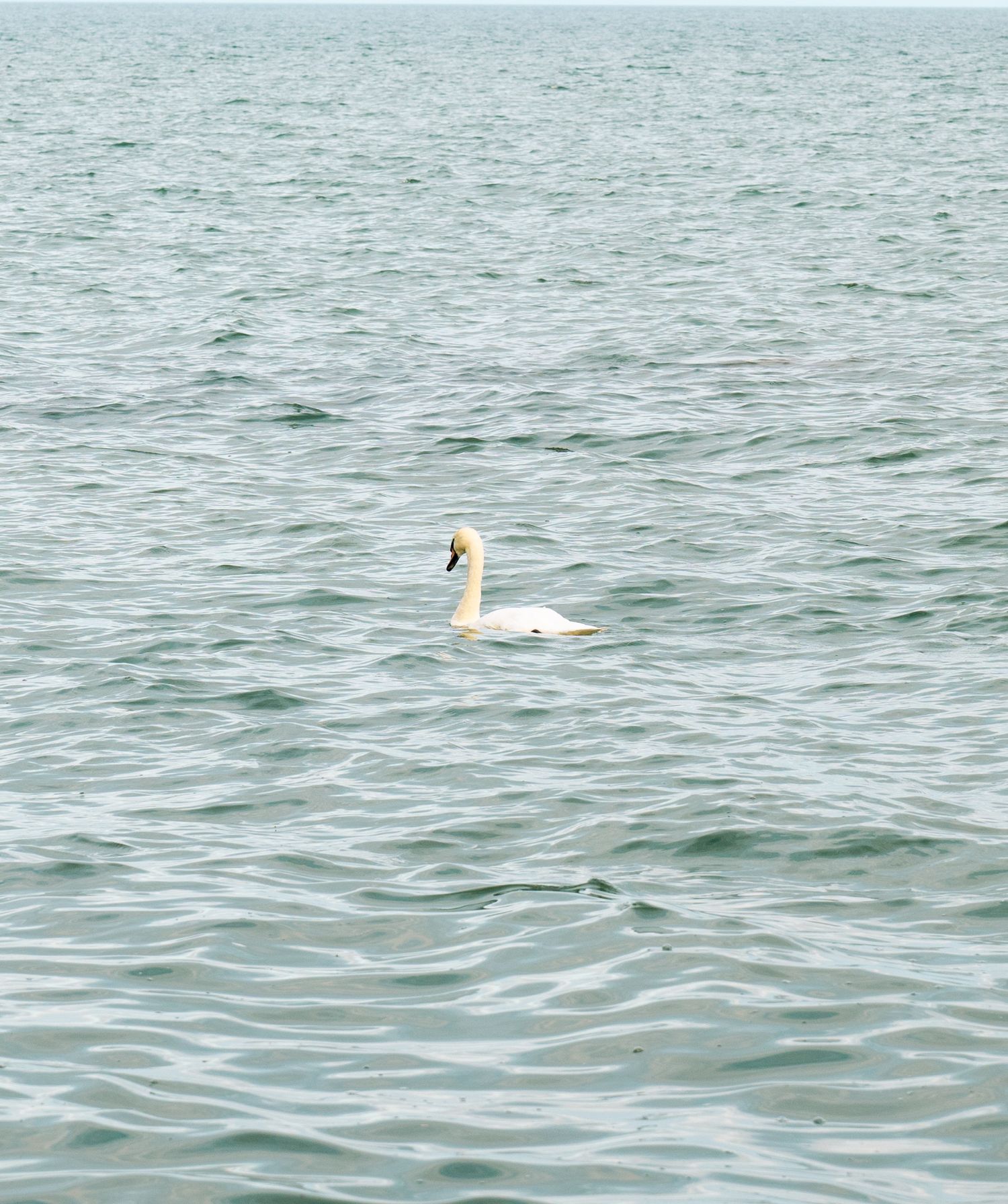 Single white swan swimming alone in rippling blue-green water.
