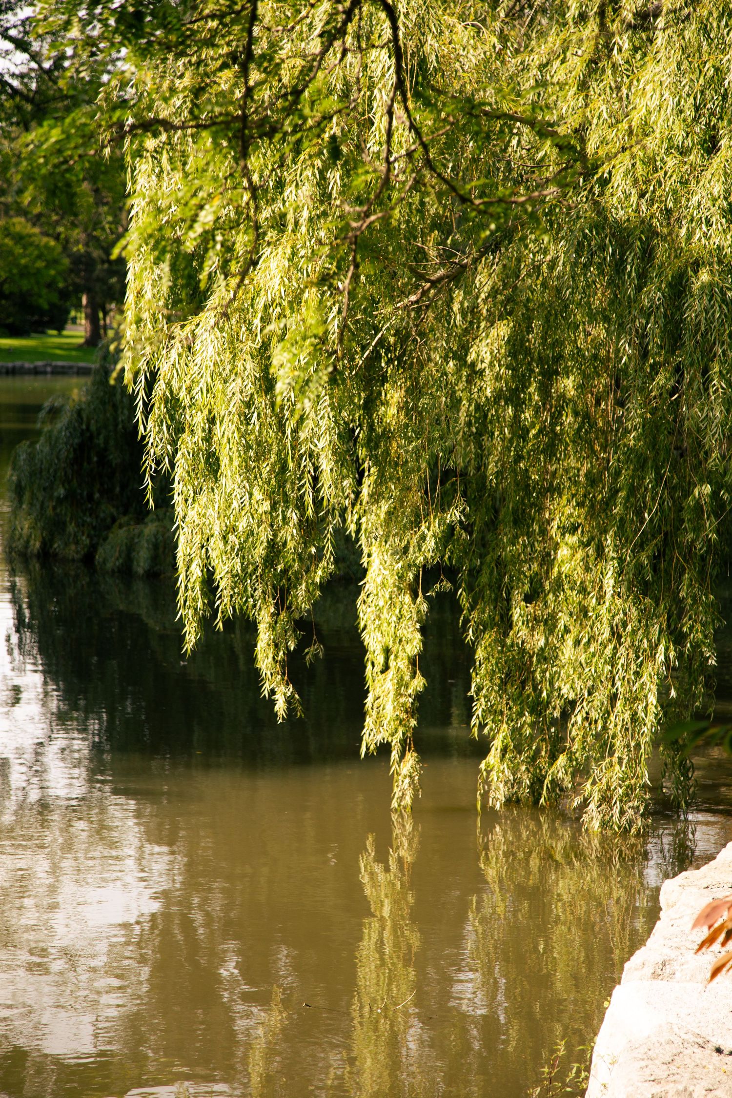 Weeping willow branches drape gracefully over calm water reflecting golden sunlight.