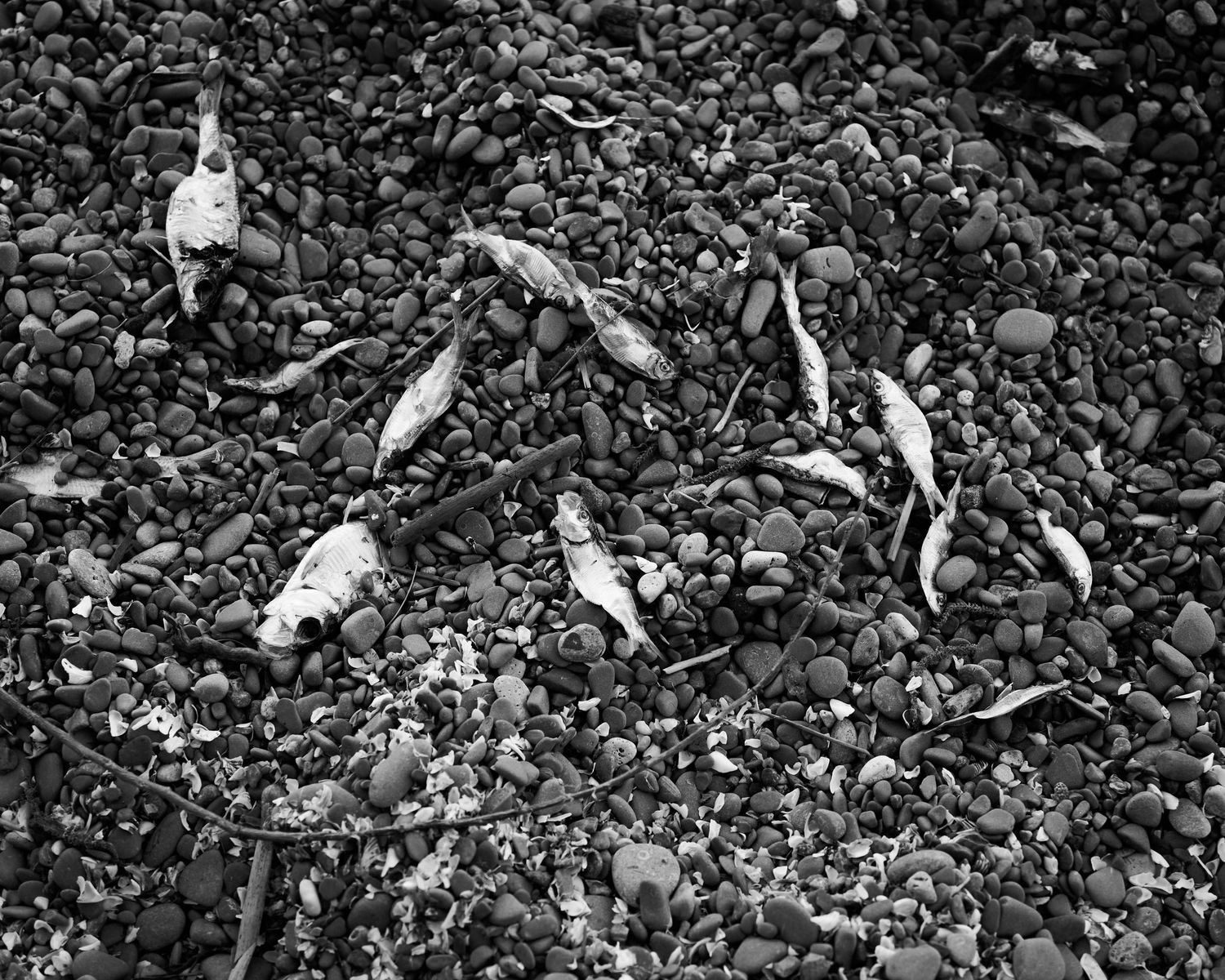 Assorted wooden fragments, dead silver fish and debris scattered across dark rocky ground with visible sticks and natural materials.