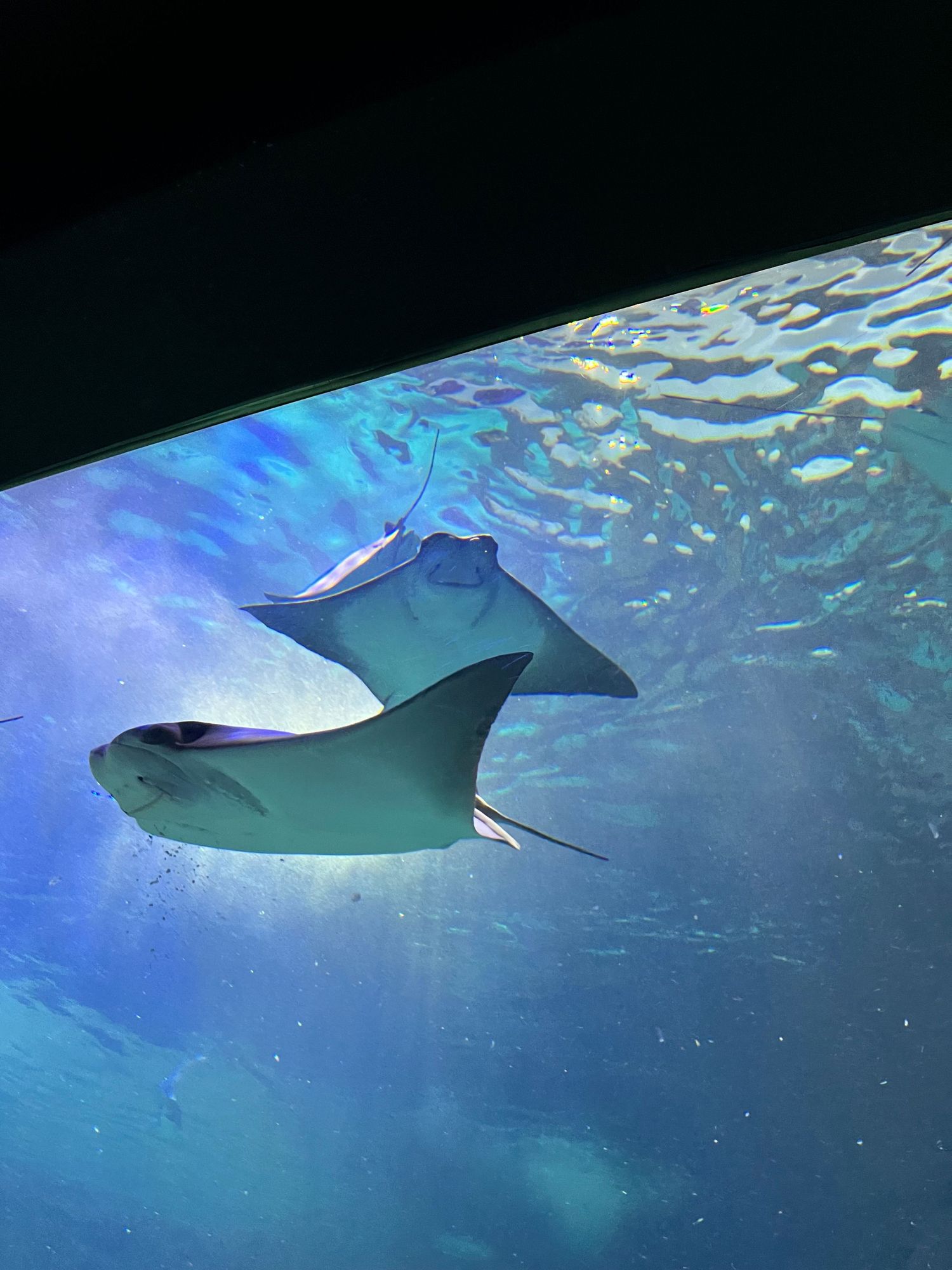 A graceful manta ray glides through crystal clear blue waters, casting a dark silhouette against the shimmering surface.