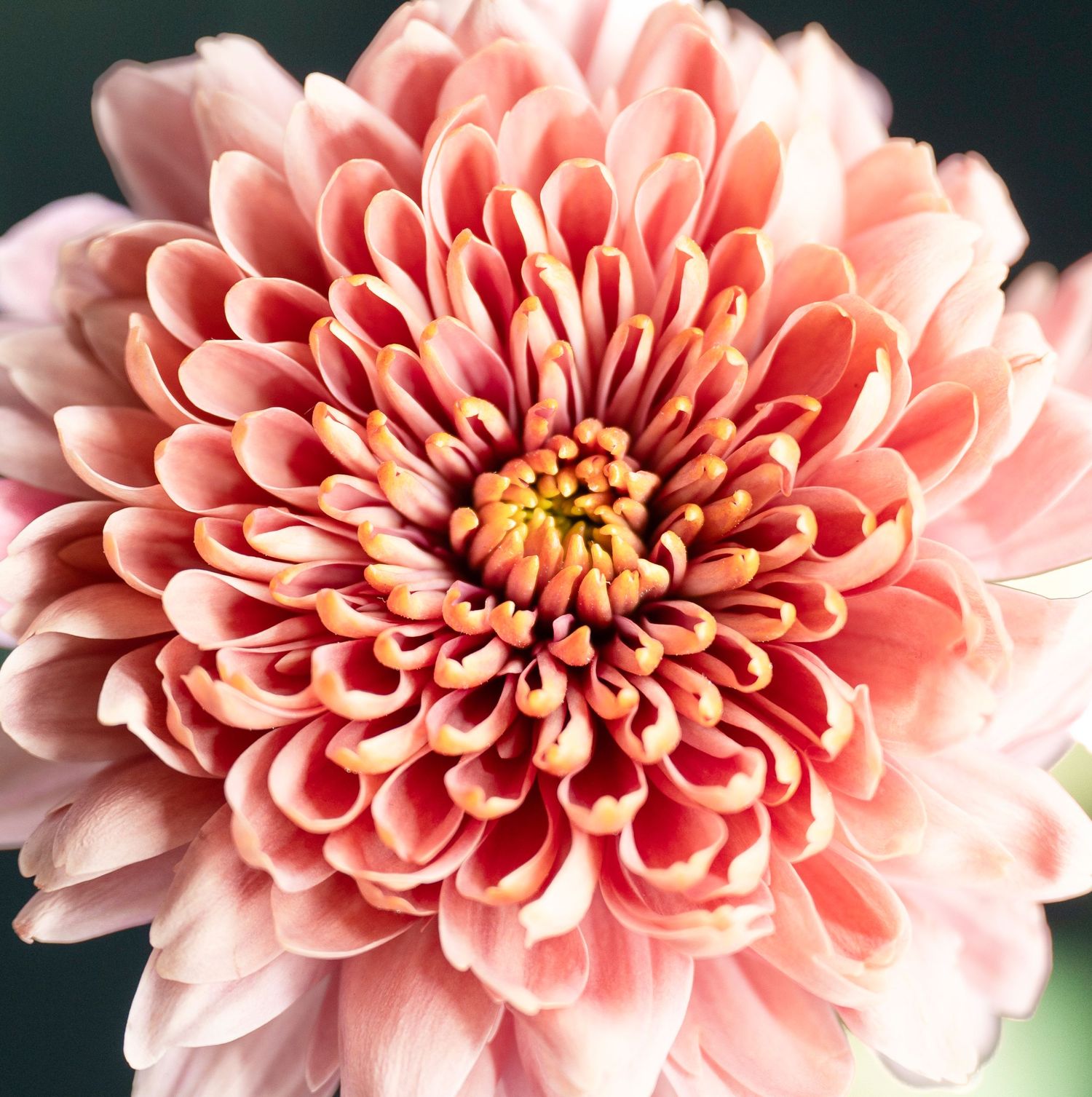 Beautiful pink chrysanthemum flower shown in multiple stages of blooming against dark background.