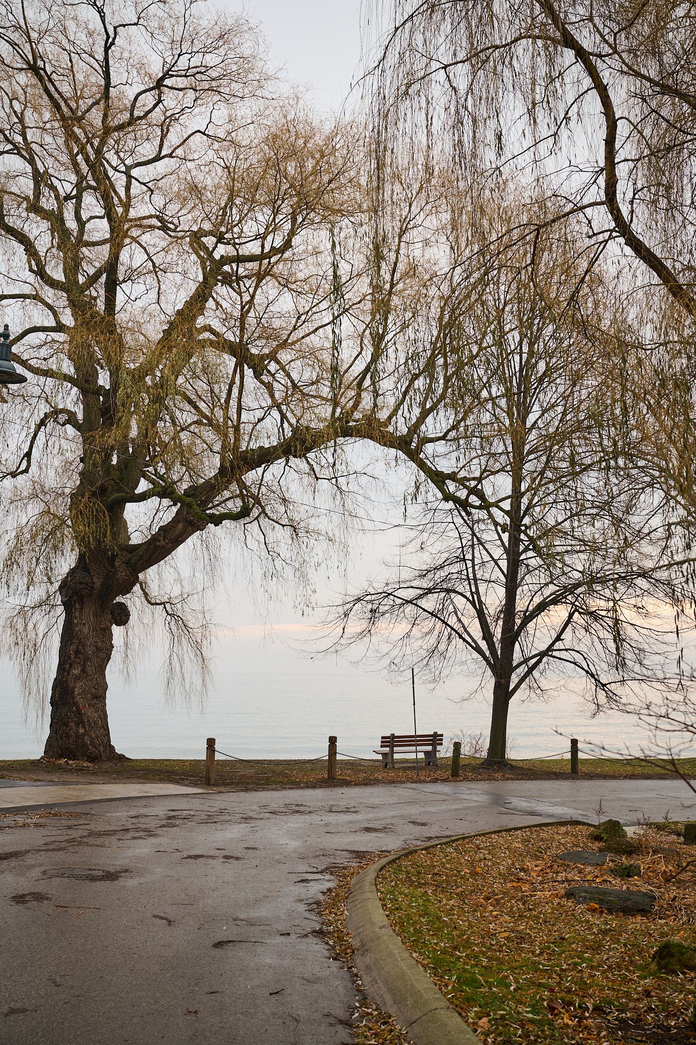 Bare winter trees frame an empty bench on a wet path overlooking a misty landscape.