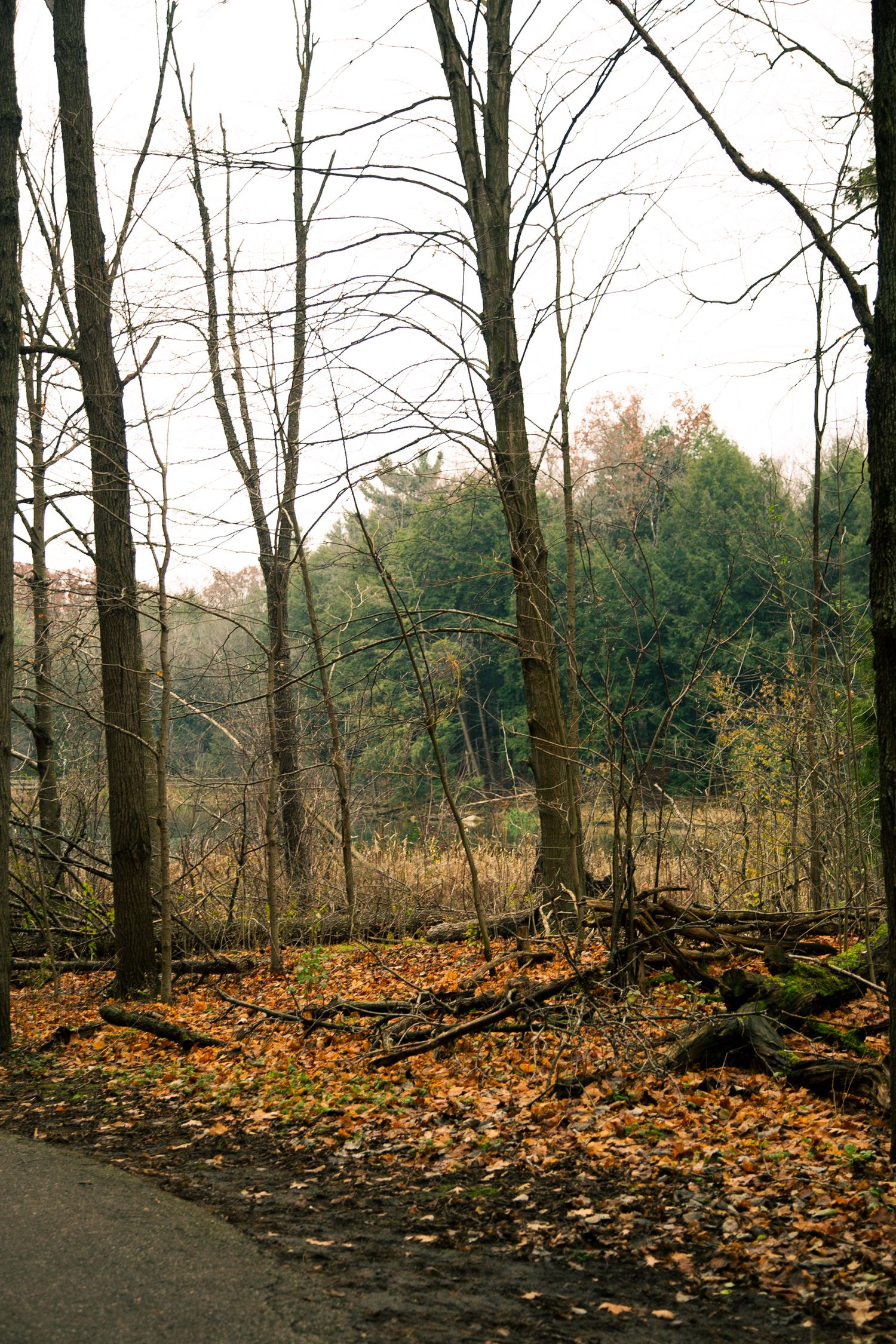 Bare trees line a forest path covered in fallen autumn leaves.