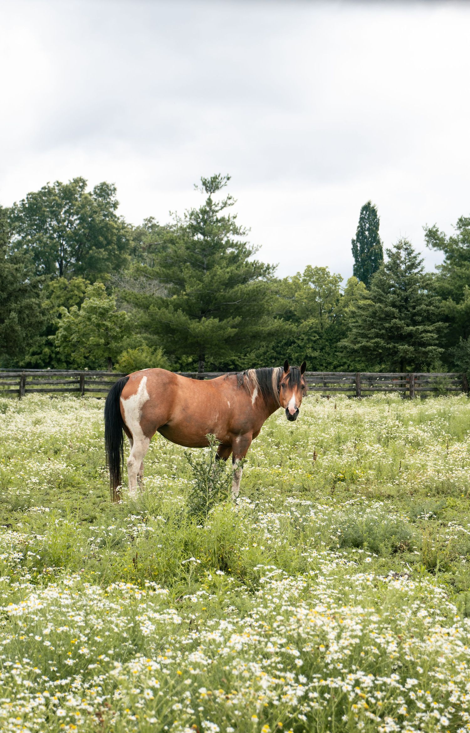 Brown horse standing in wildflower meadow surrounded by green trees.