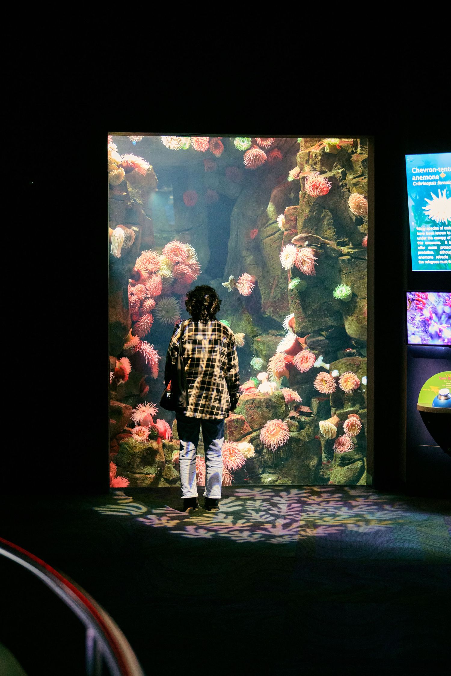 A person in a plaid coat stands before an illuminated aquarium display with glowing pink jellyfish and sea life.