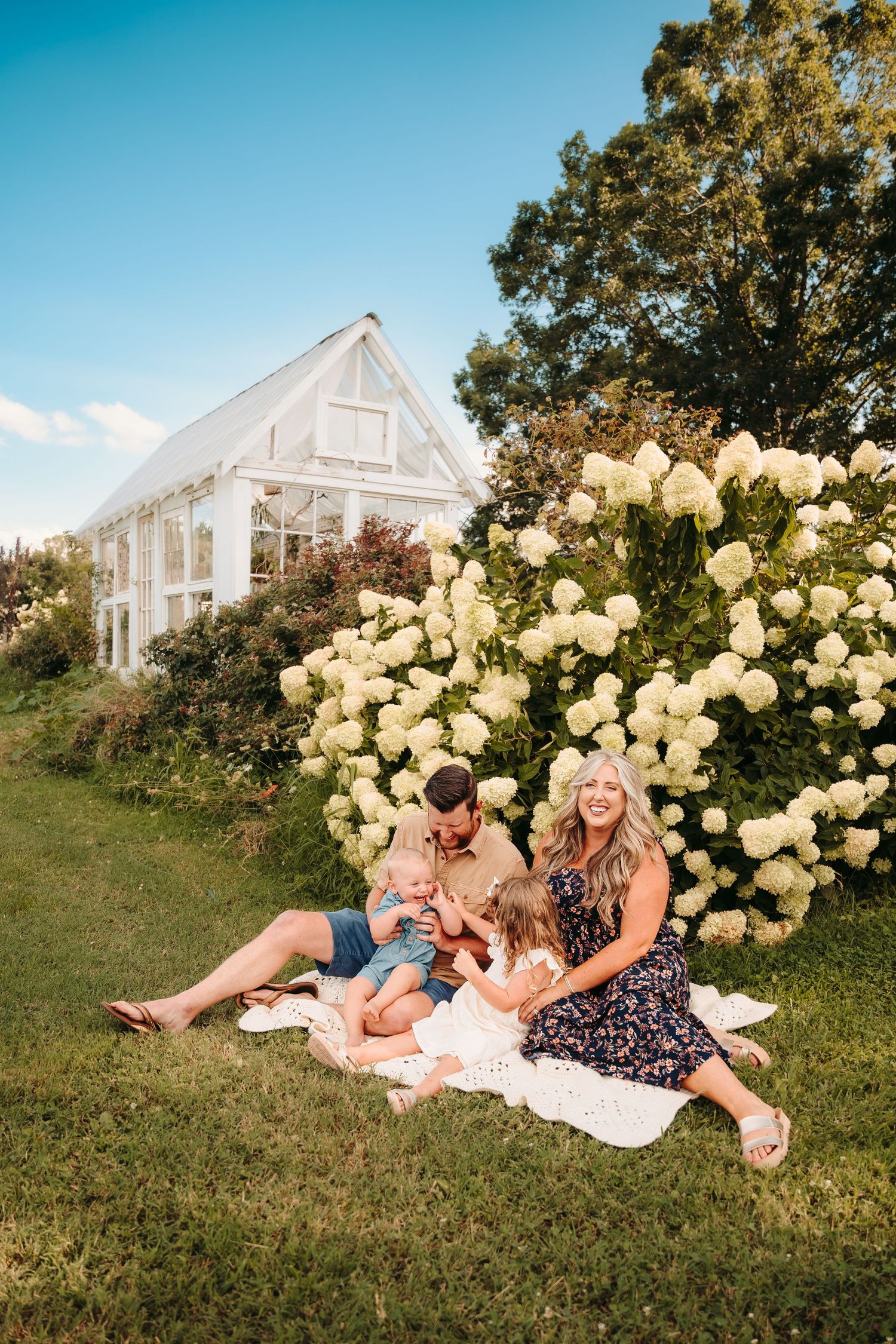 A white greenhouse surrounded by blooming hydrangea bushes on a sunny day.