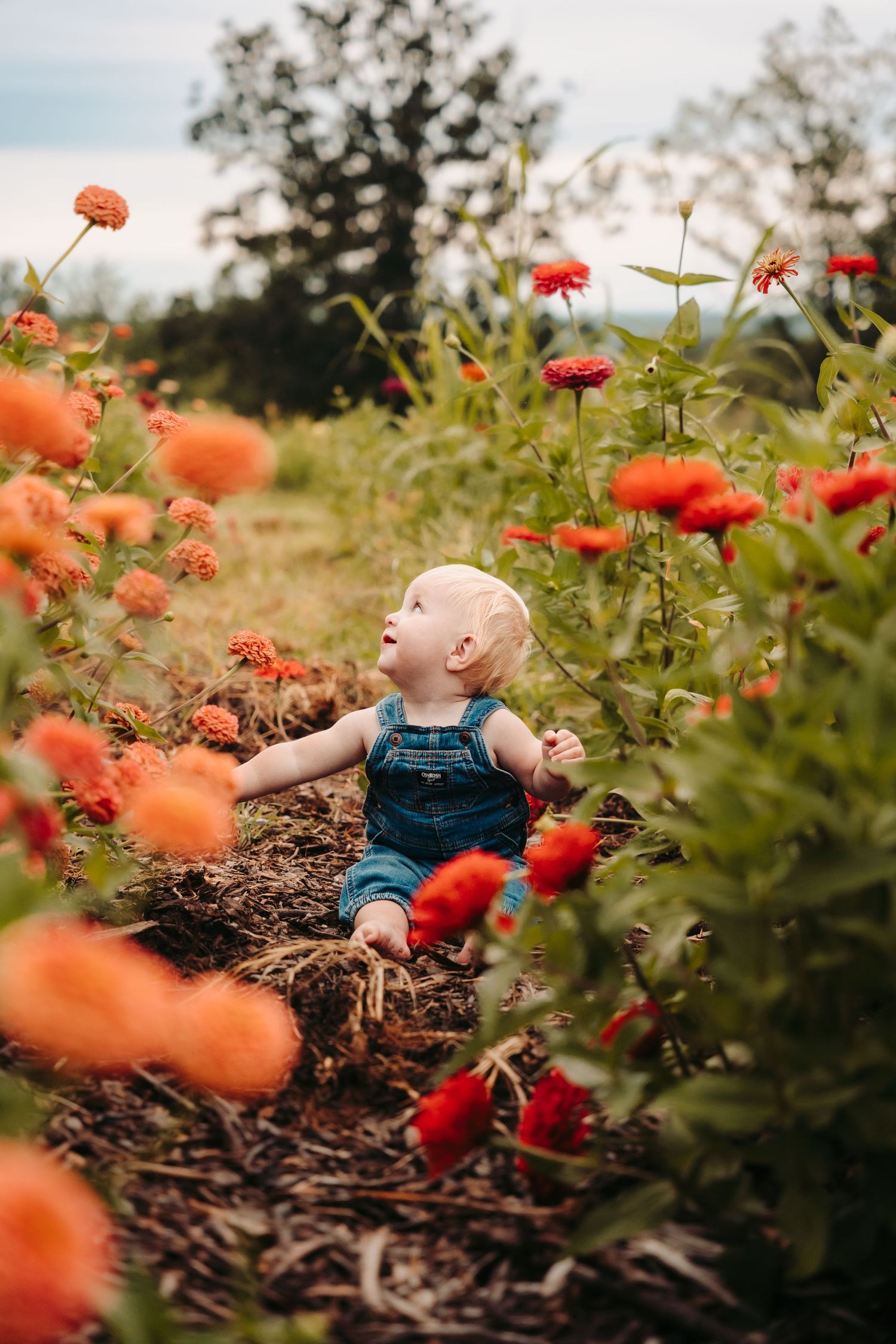 Child explores vibrant red zinnias in a summer garden.