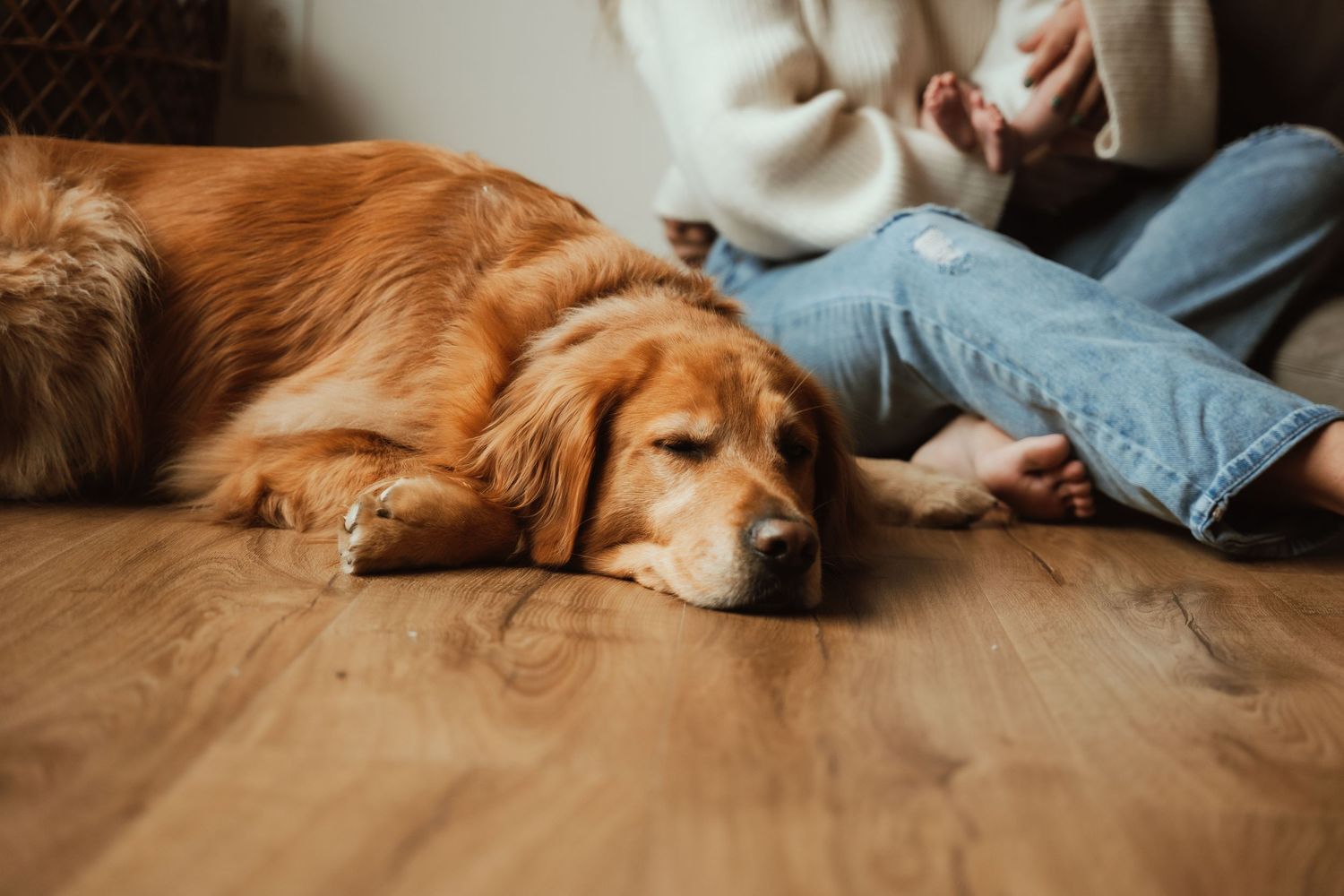 Golden retriever sleeping peacefully on hardwood floor near person in jeans.