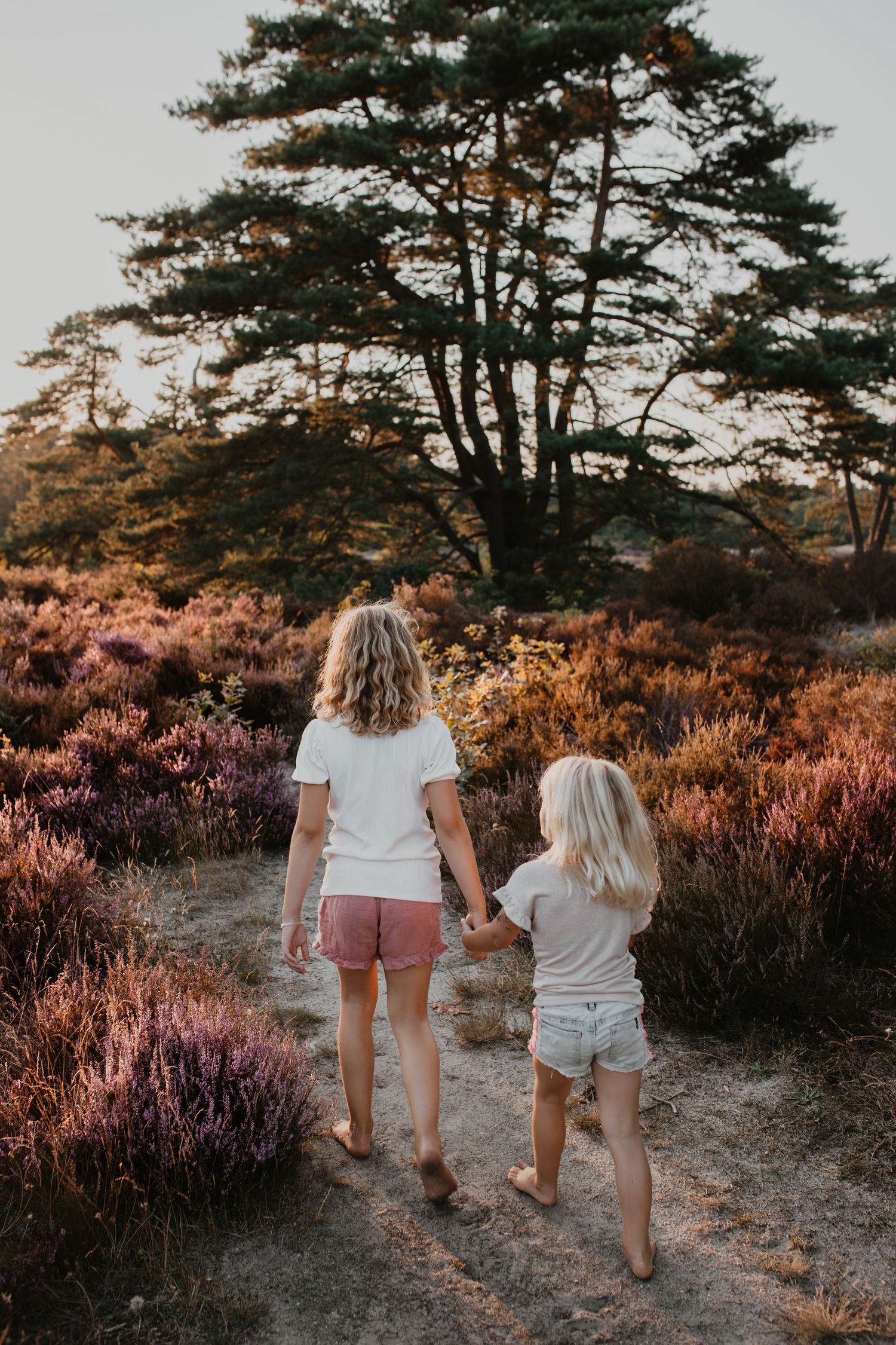 Twee jonge meisjes, van achteren gezien, wandelen hand in hand blootsvoets over een zandpad door een bloeiend heidelandschap bij golden hour