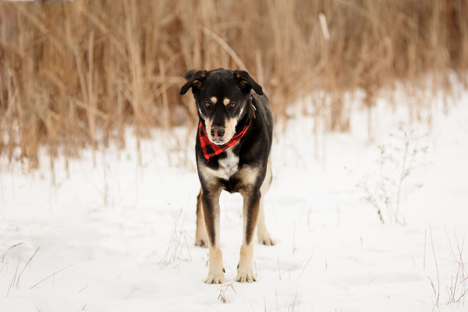 Black and tan dog standing alert in snowy winter field with tall brown grass in background.