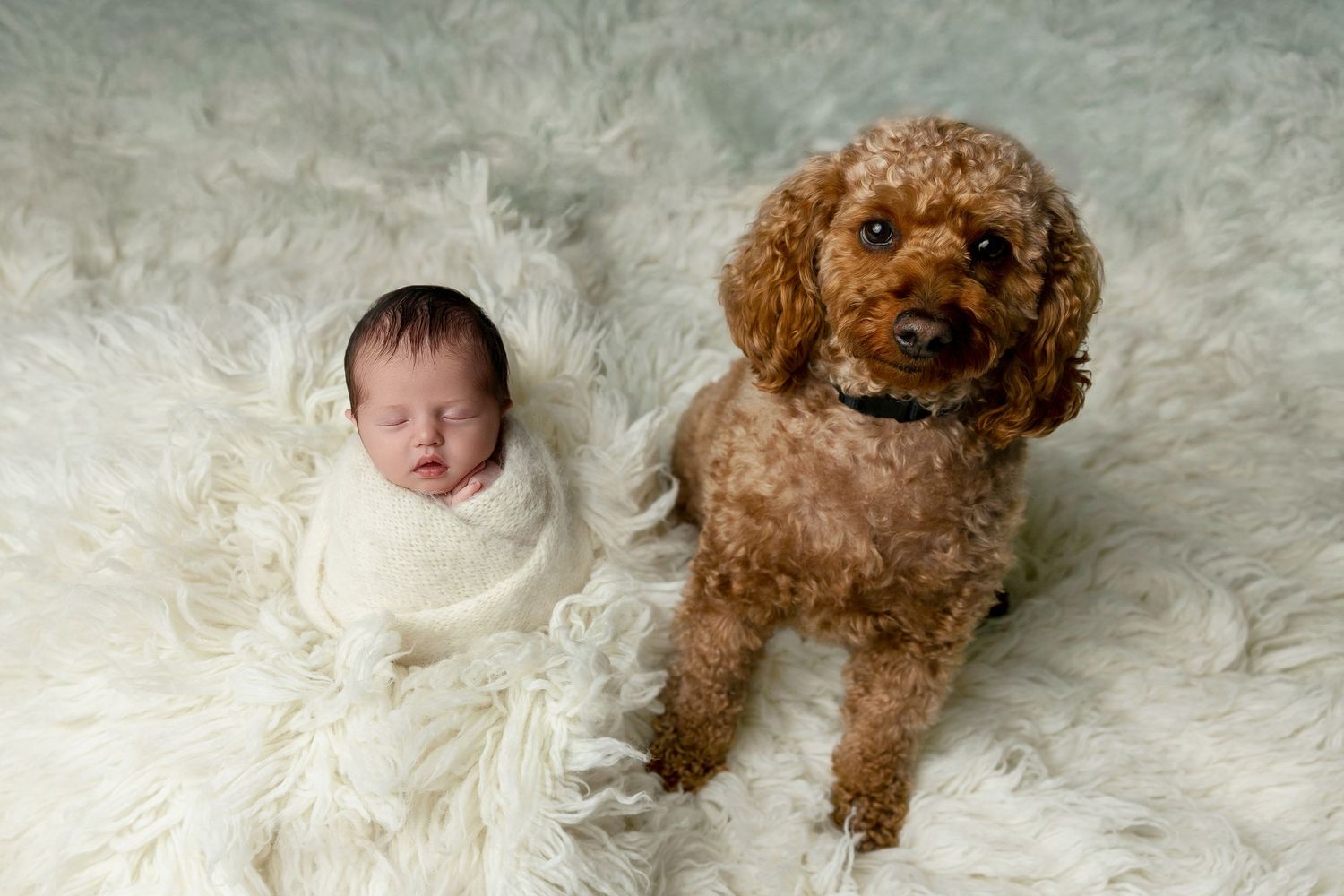 A sleeping newborn wrapped in white fabric lies on a fluffy rug next to a brown goldendoodle dog.