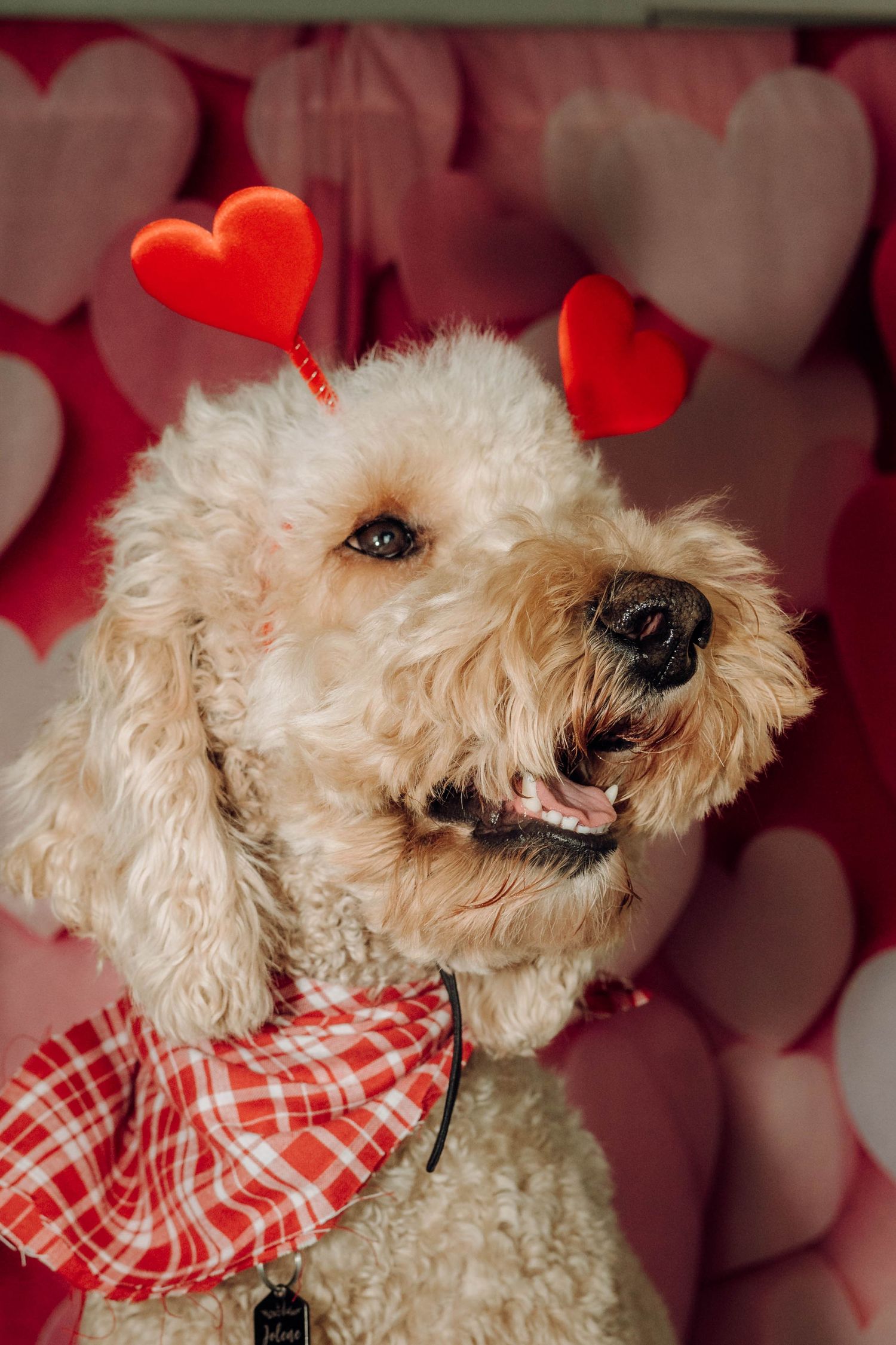 Smiling goldendoodle dog wearing red plaid bow tie with heart decorations in background.